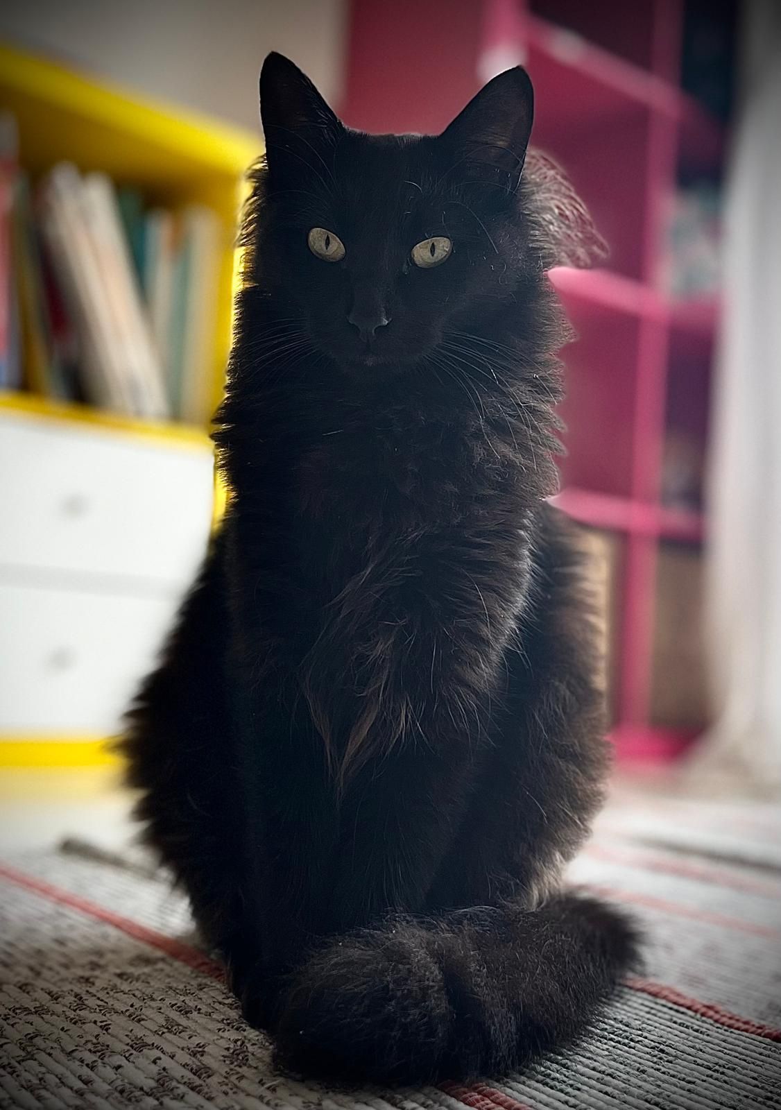 Pippi - Rua Maria Do Carmo Fernandes, Ericeira