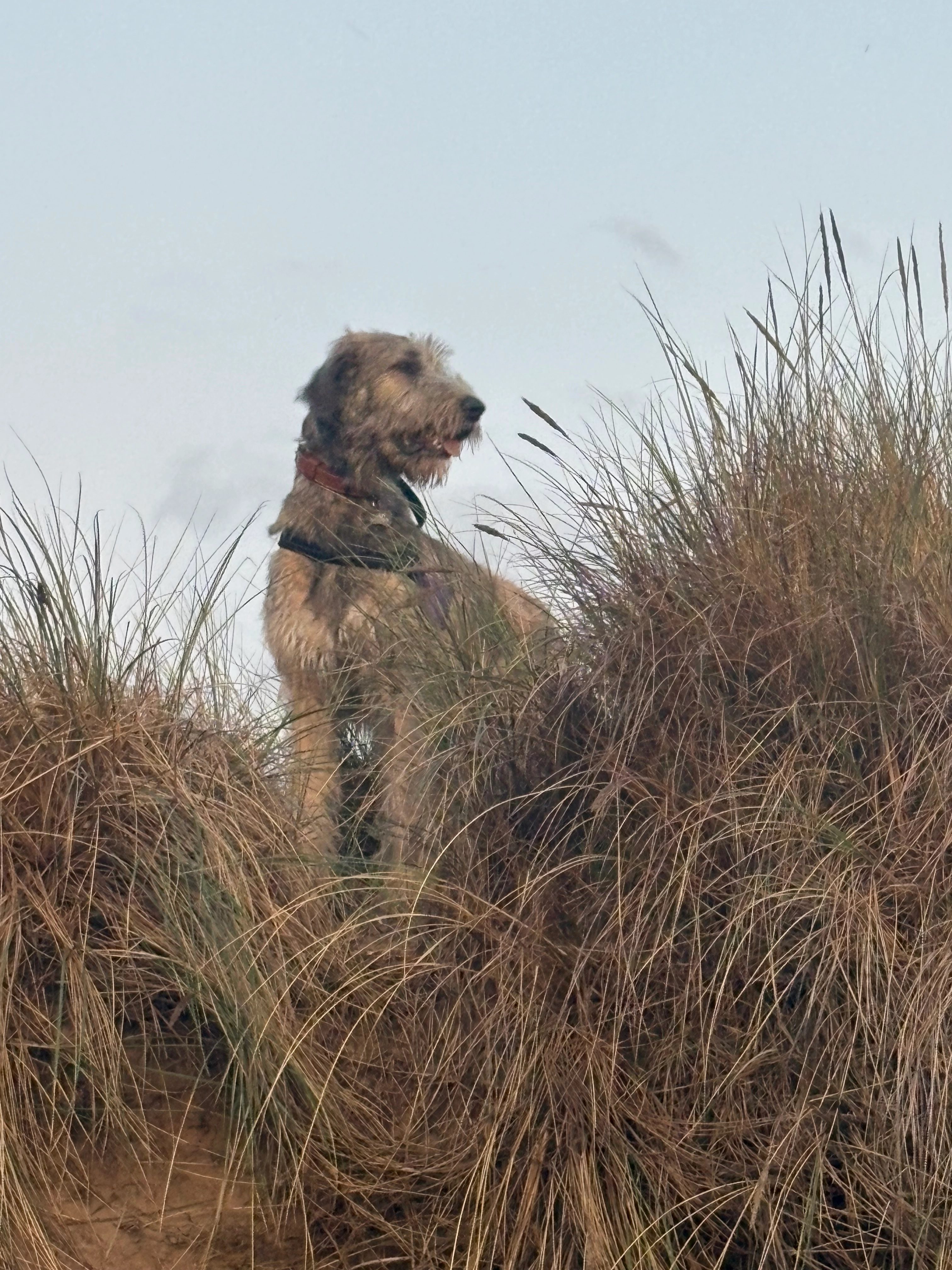 marley  - Avenue François Mitterrand, Wimereux