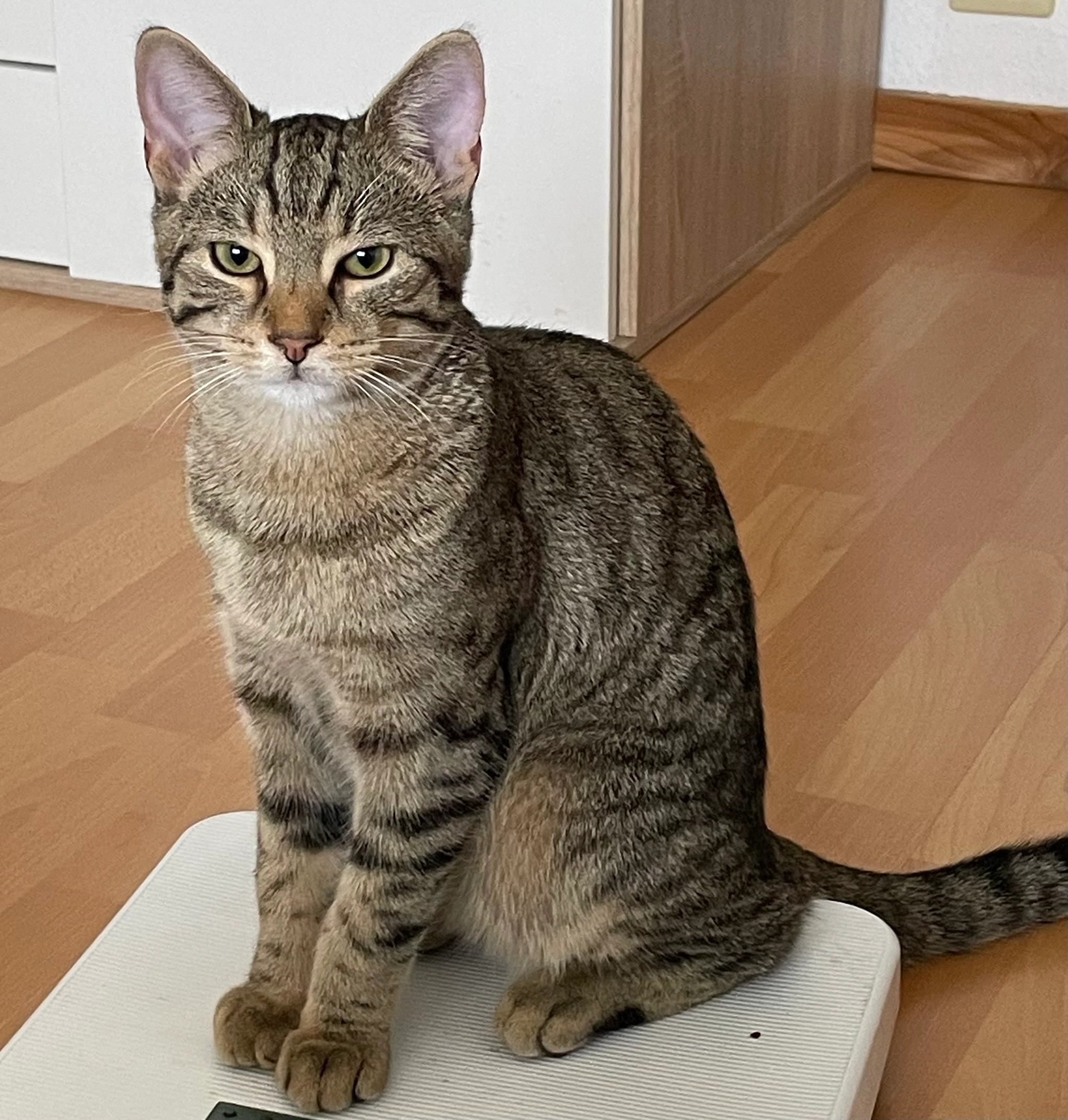 Kevin - 65599, Dornburg