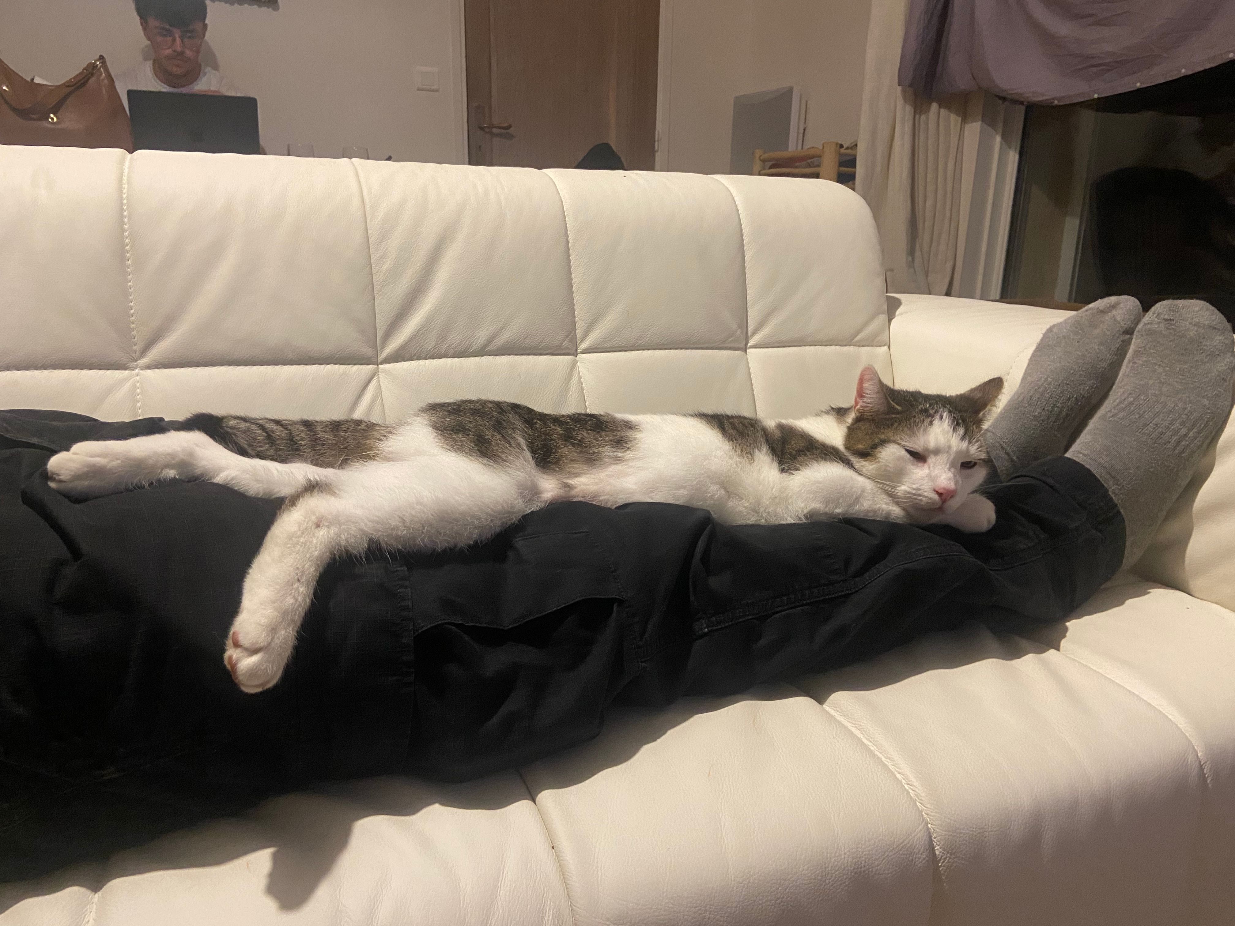 Simba - Avenue Pierre Rameil, Cavalaire-sur-Mer