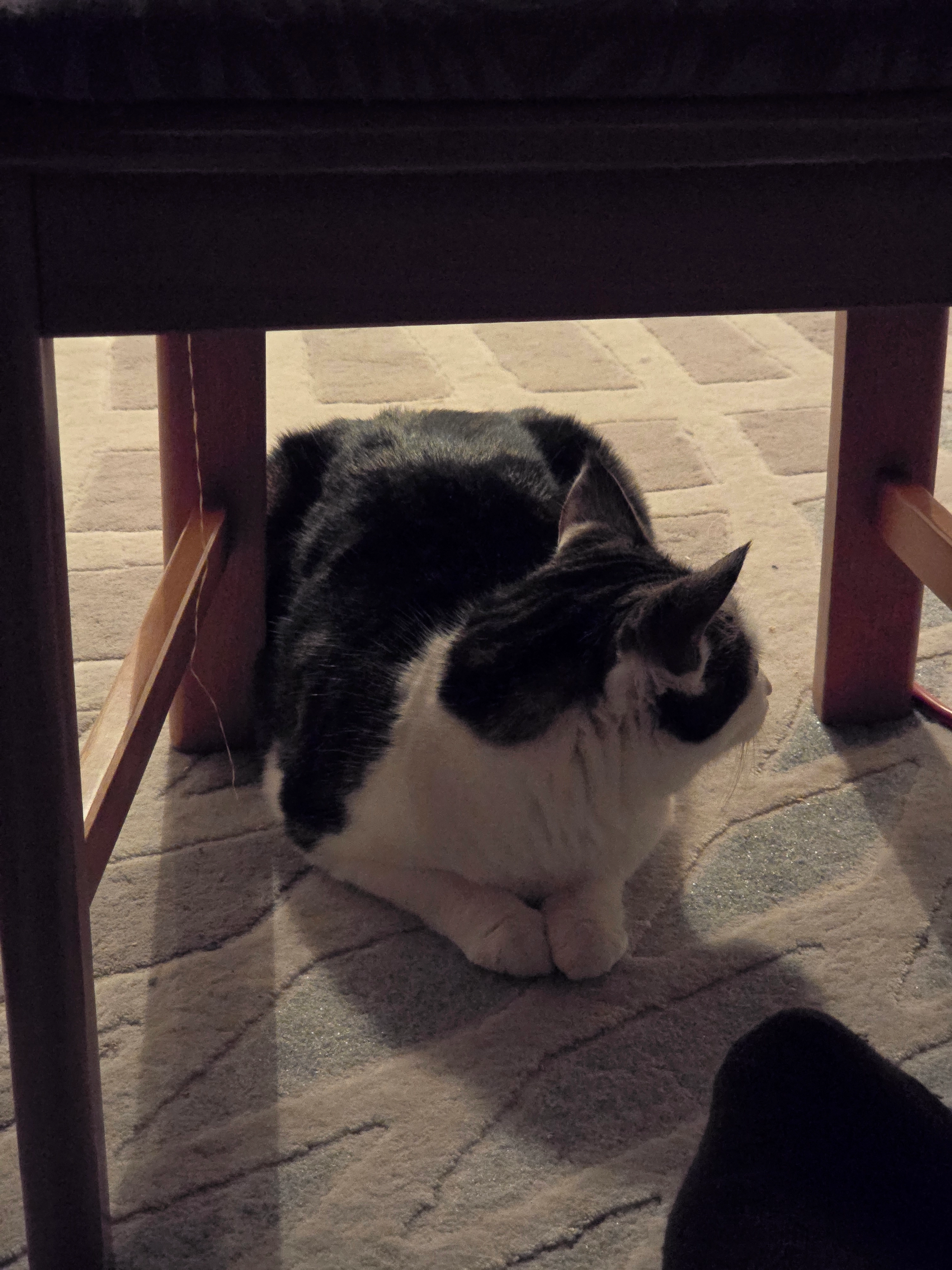 Lucy - Widmannstraße, München