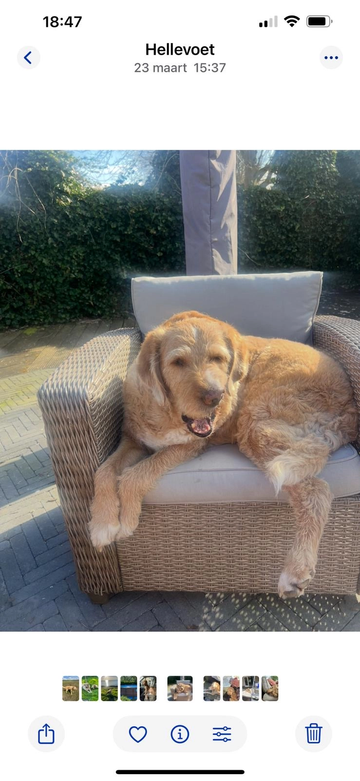 Billy - Palissade, Hellevoetsluis