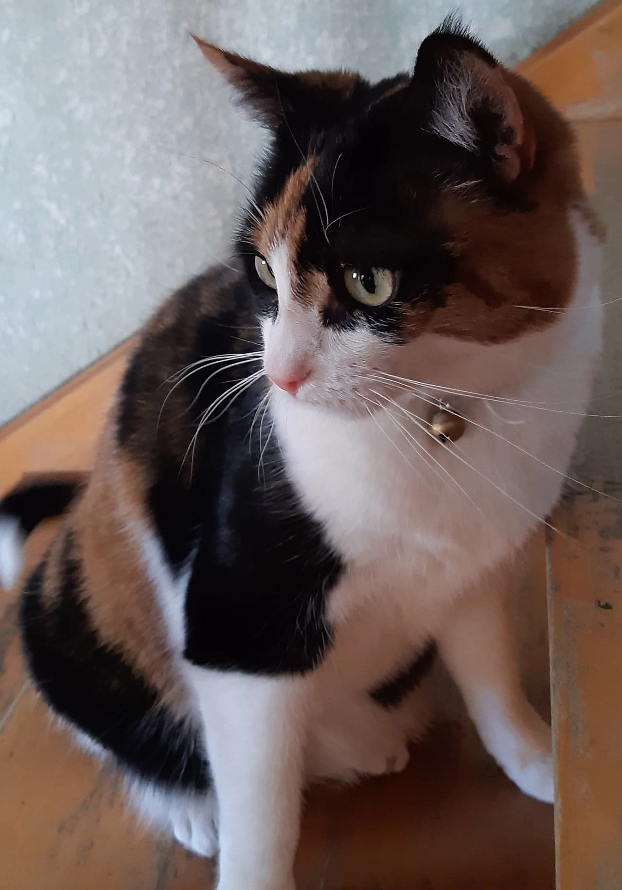 lilou - Chemin des Maisonnettes 20, 1618 Châtel-Saint-Denis