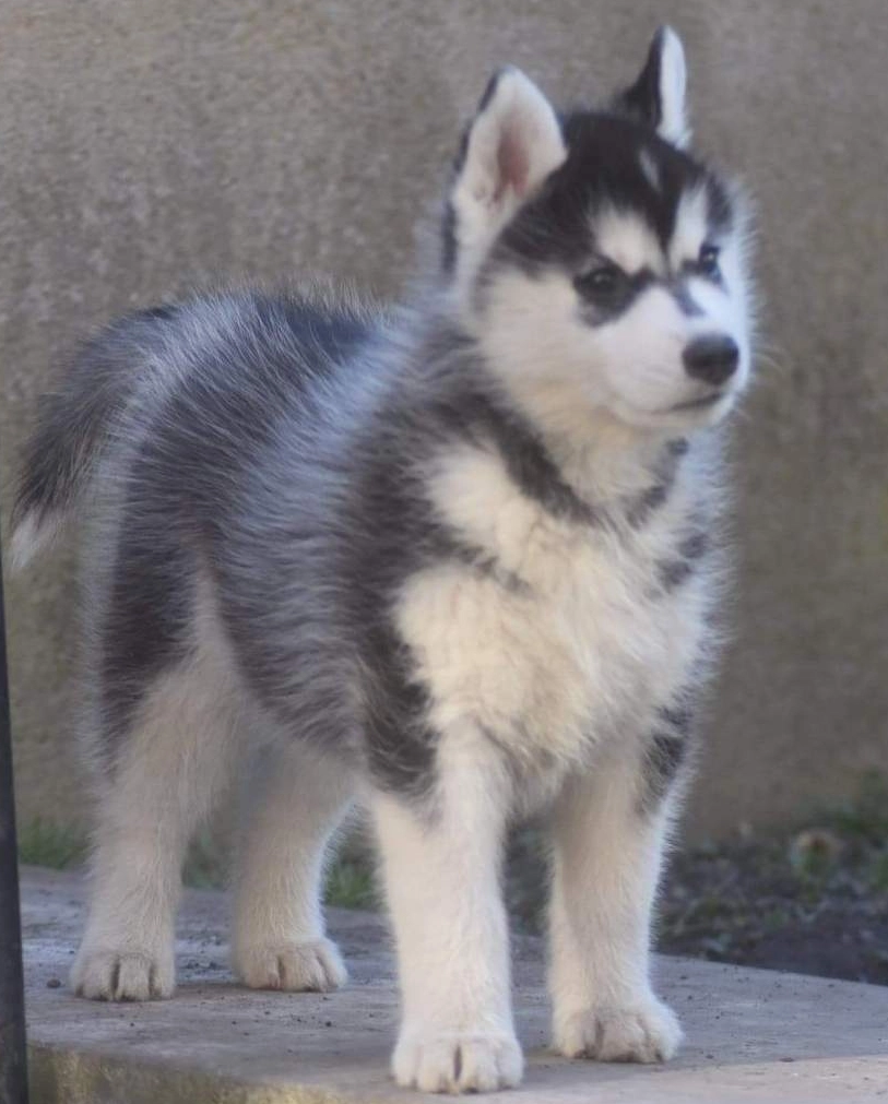 Toundra - Résidence Les Toits de la Pounche, Allauch