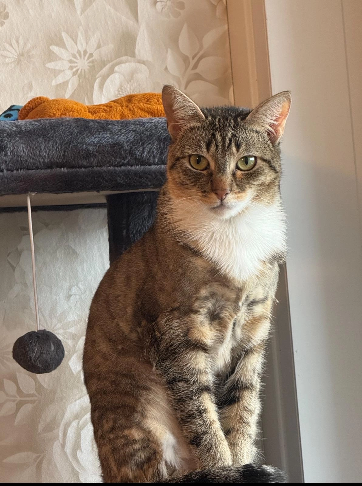 Bella  - Birkenallee, Emmerik