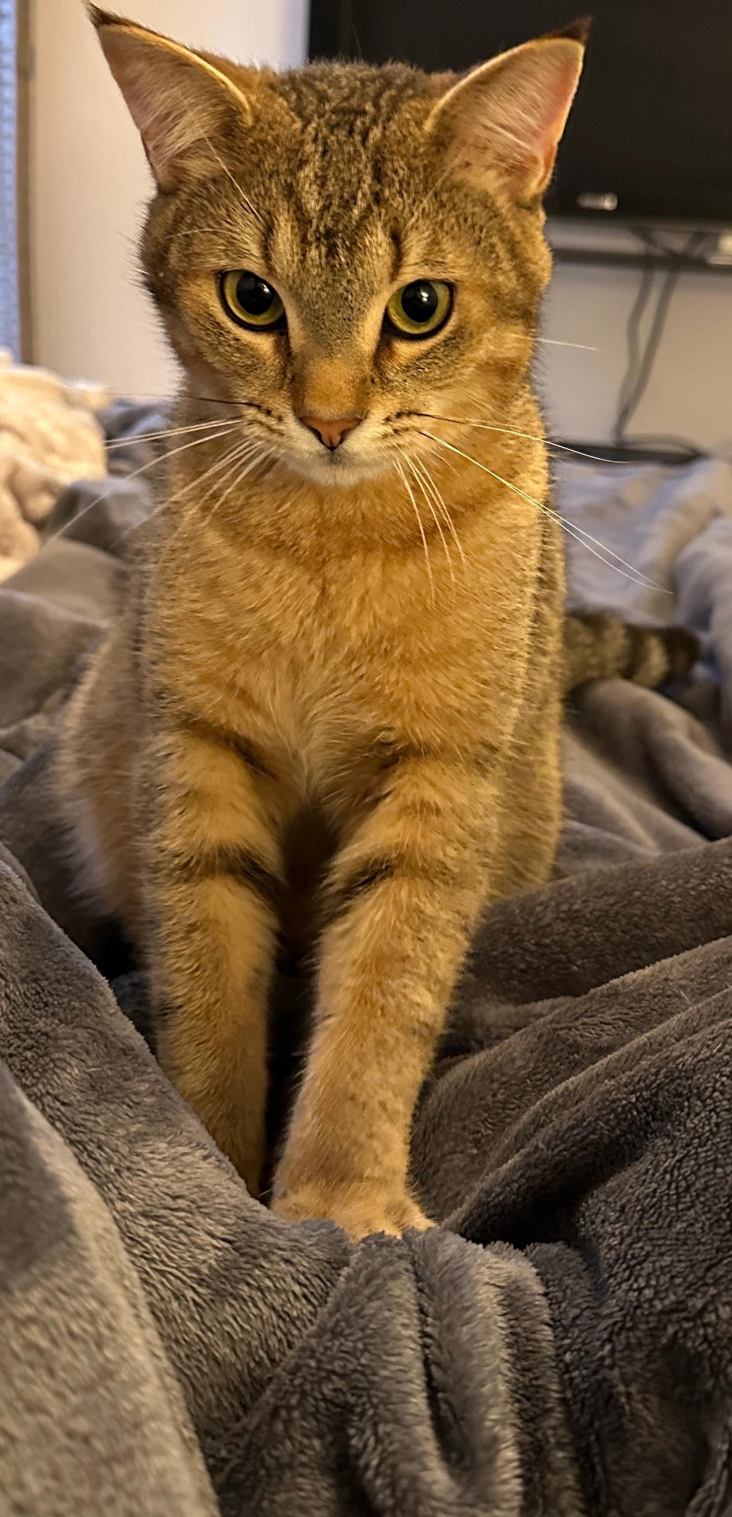 Gyoza - Chaussée de louvain 361, Namen