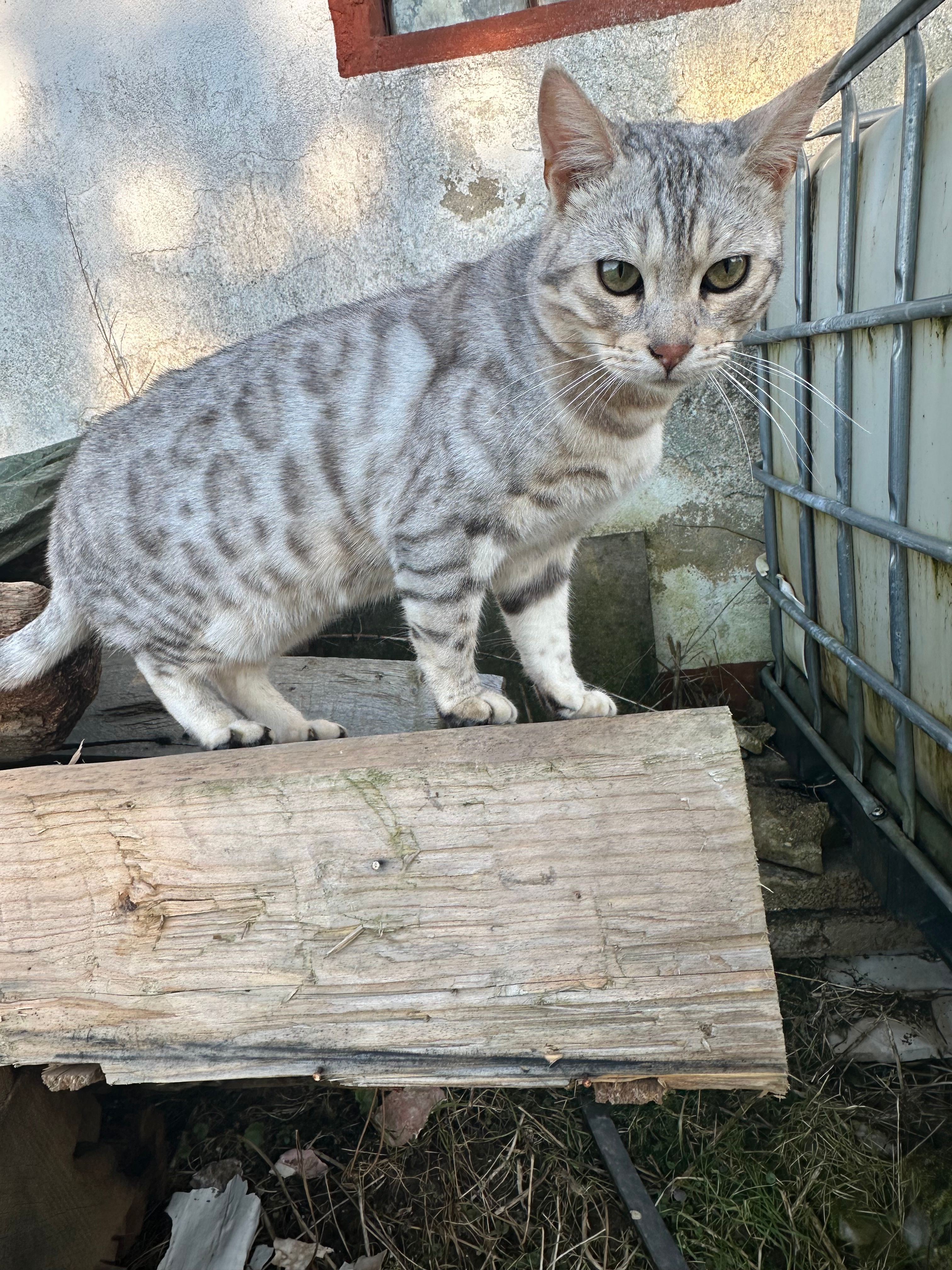 Simba - Zum Thonhügel, Reidenhausen