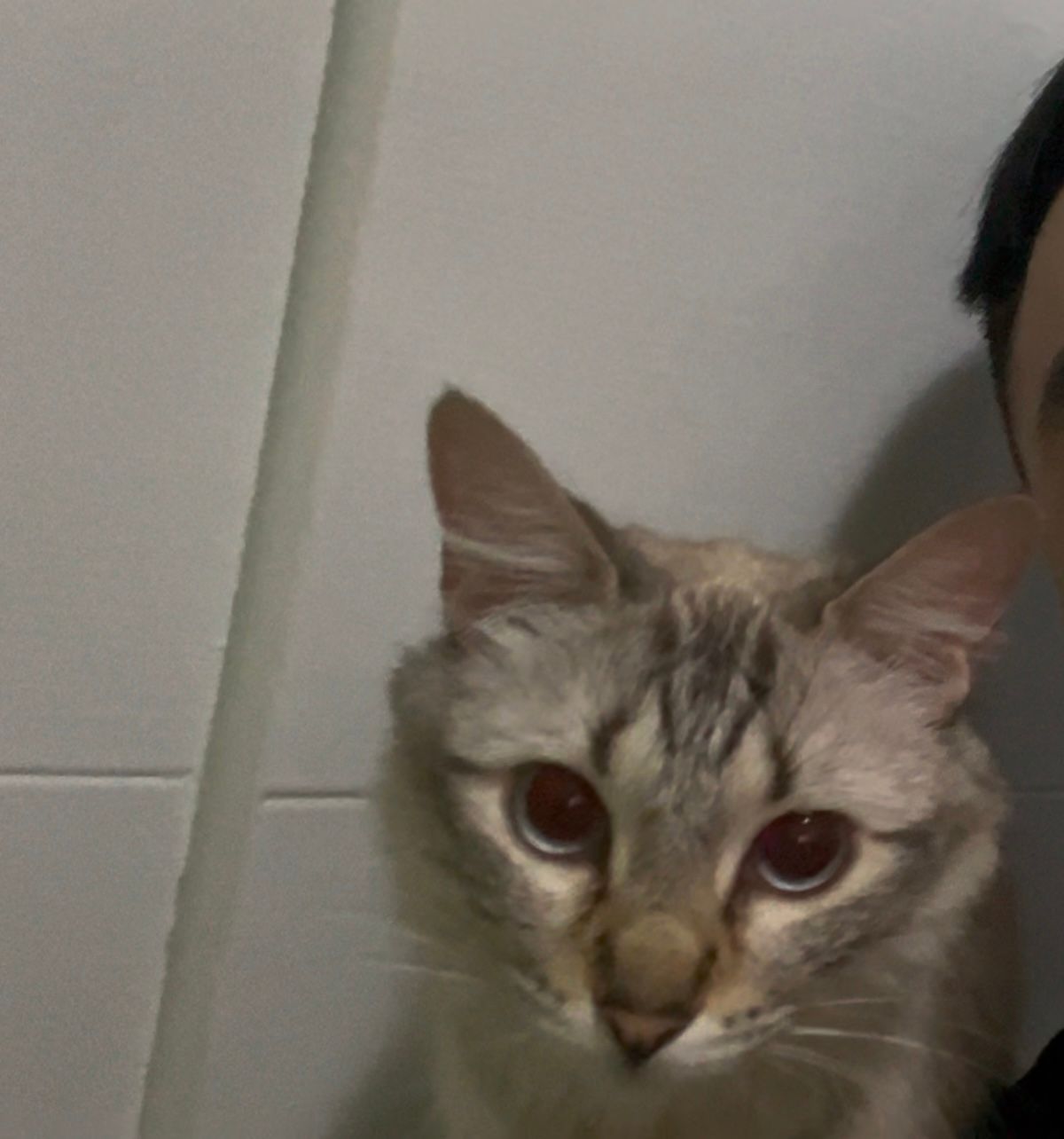 Zhenya - Calle Mayor 27, Bigastro