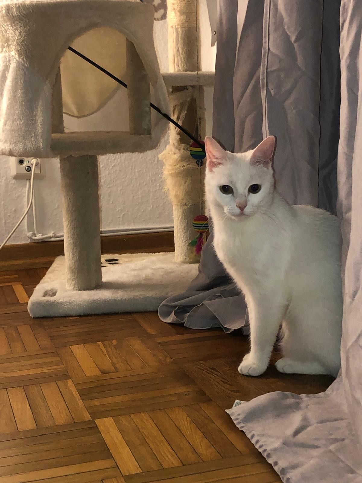 Kyoko - Heidekamp, Buchholz in der Nordheide