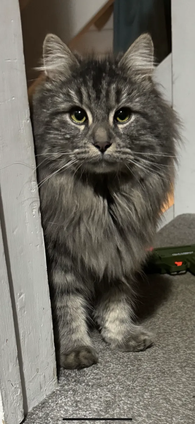 Smokey - Bramber Close, Bognor Regis