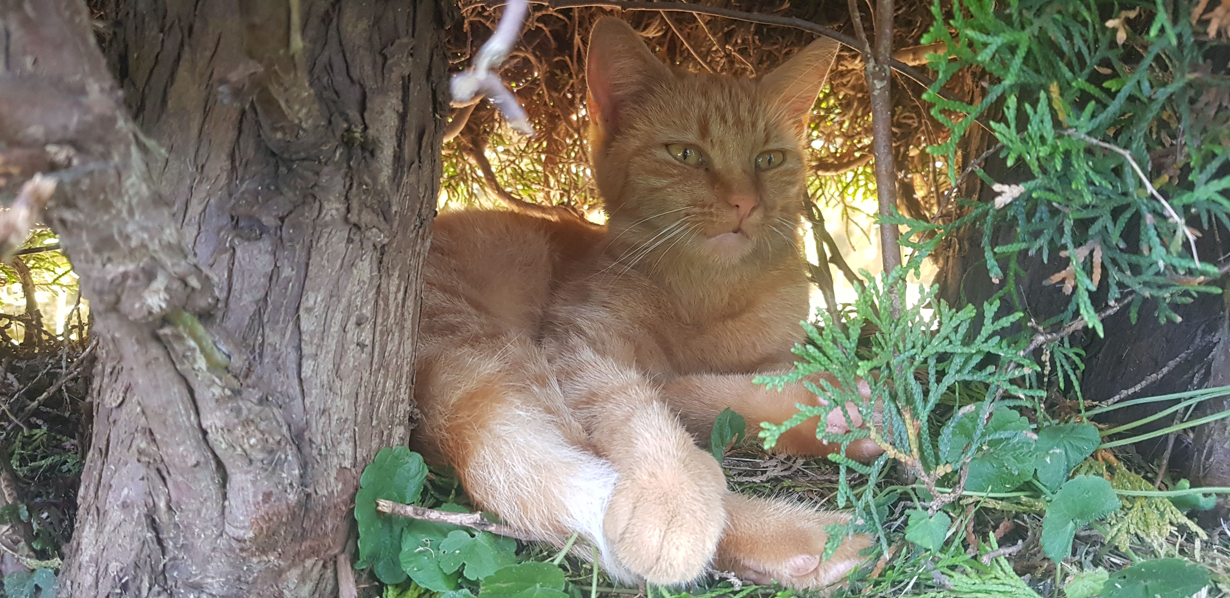 Ambre - Route De Porrentruy, Courtemaîche