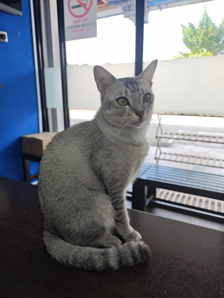 Ashley - Jalan Bakti 1, Pulai