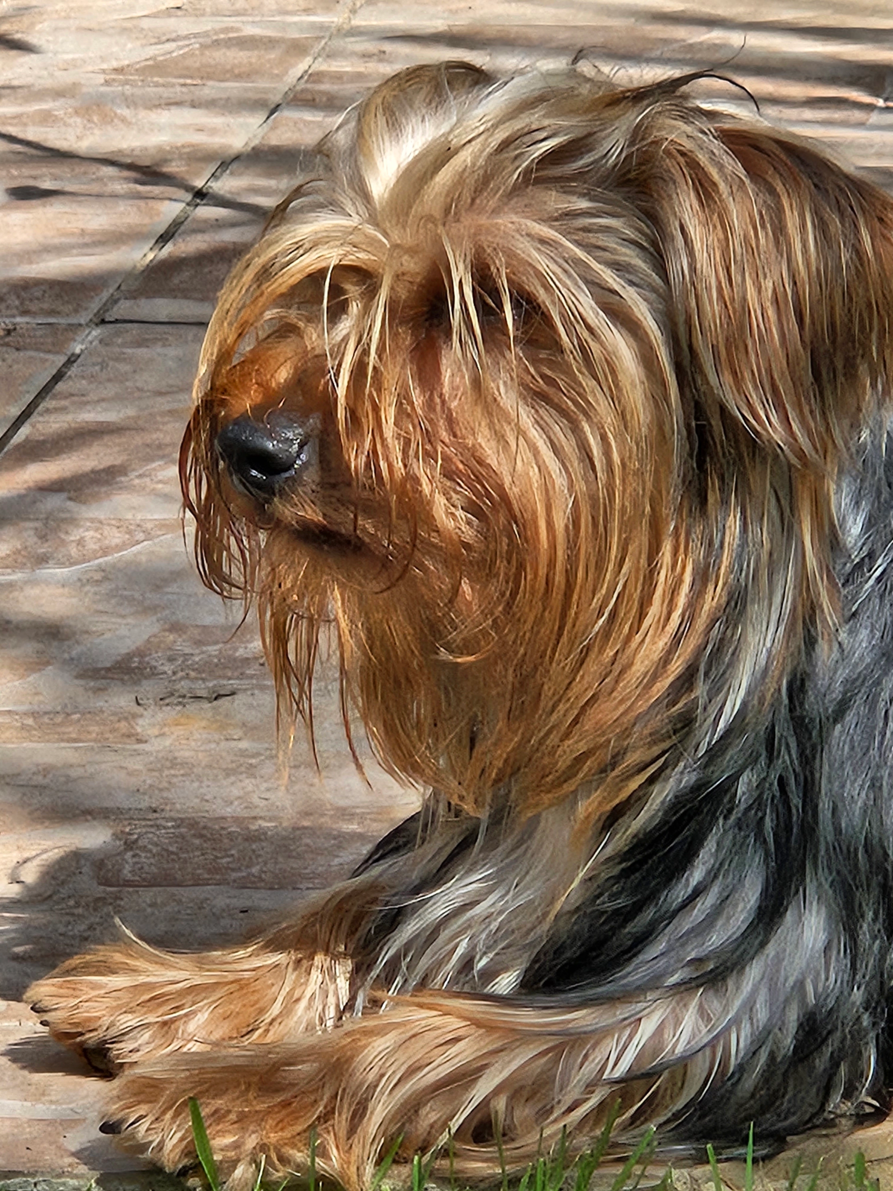 Triskell  - Au, Rehling