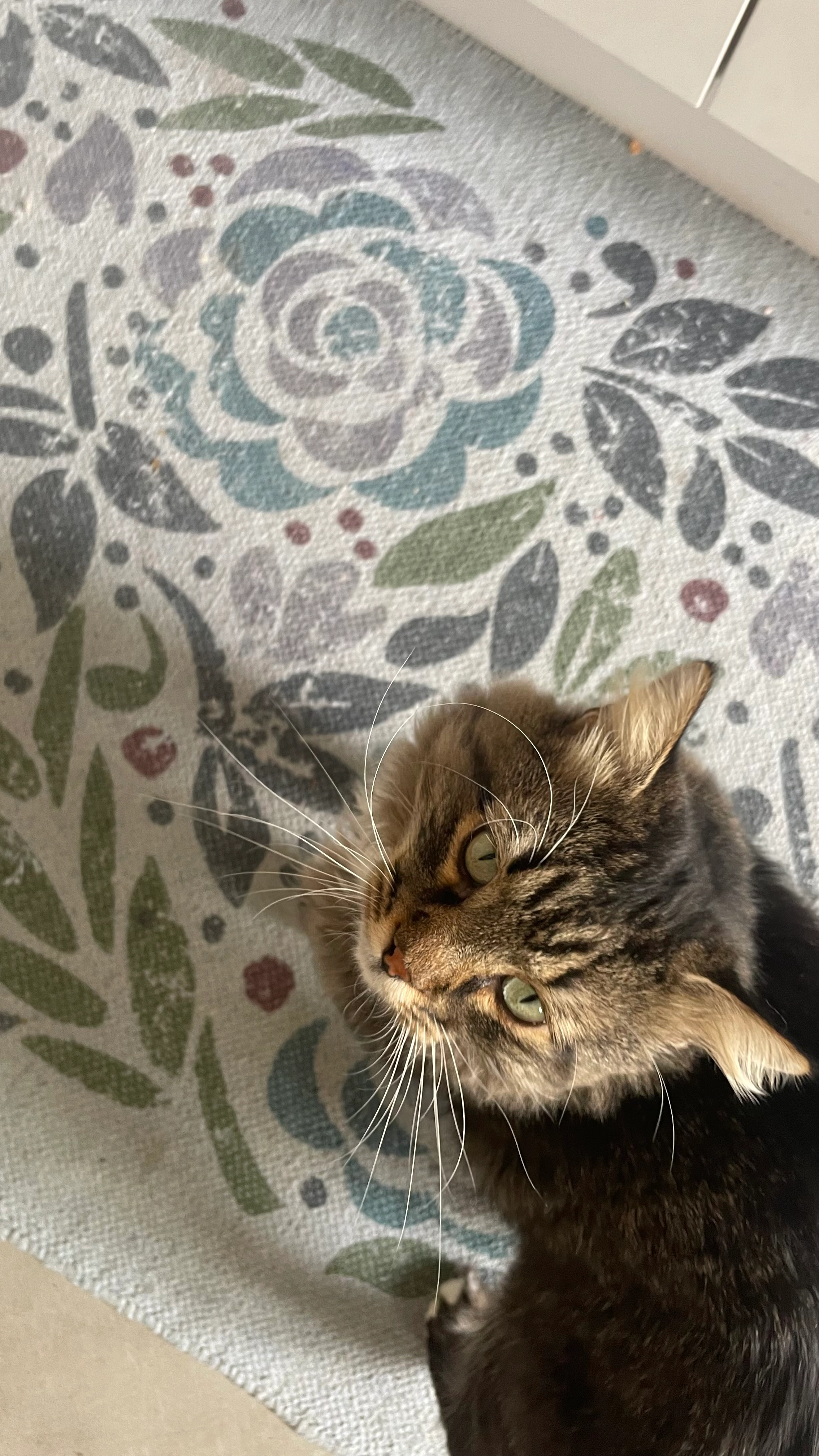 paddy - Kastanienallee, Potsdam