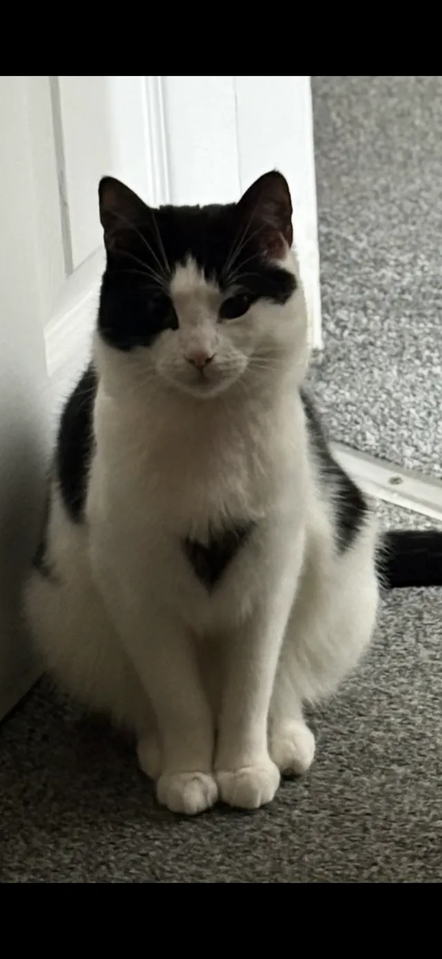 Kitty - Dewhurst Road, Huddersfield