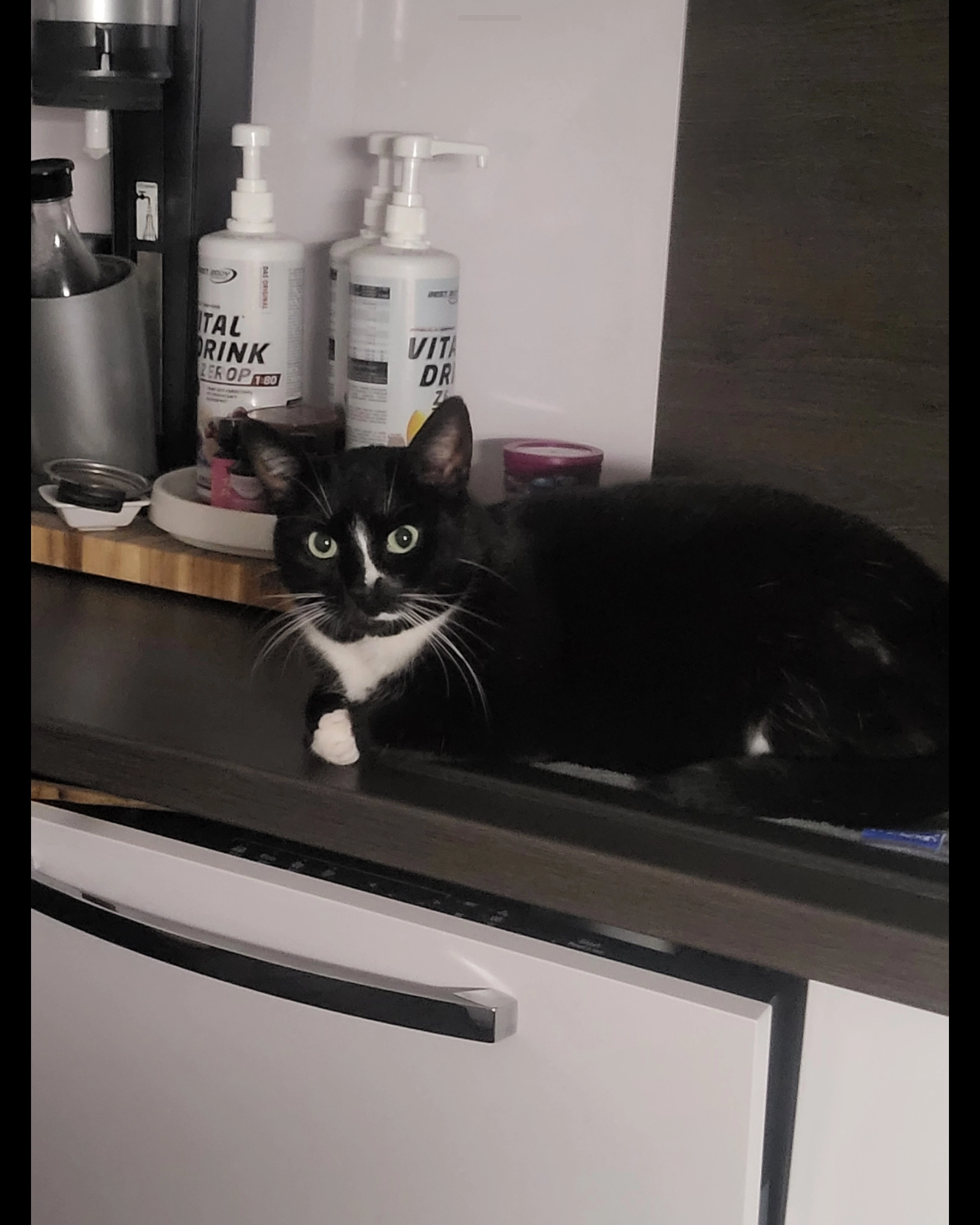 Naseweiß / rufname Nasi - Goethestraße, Duisburg