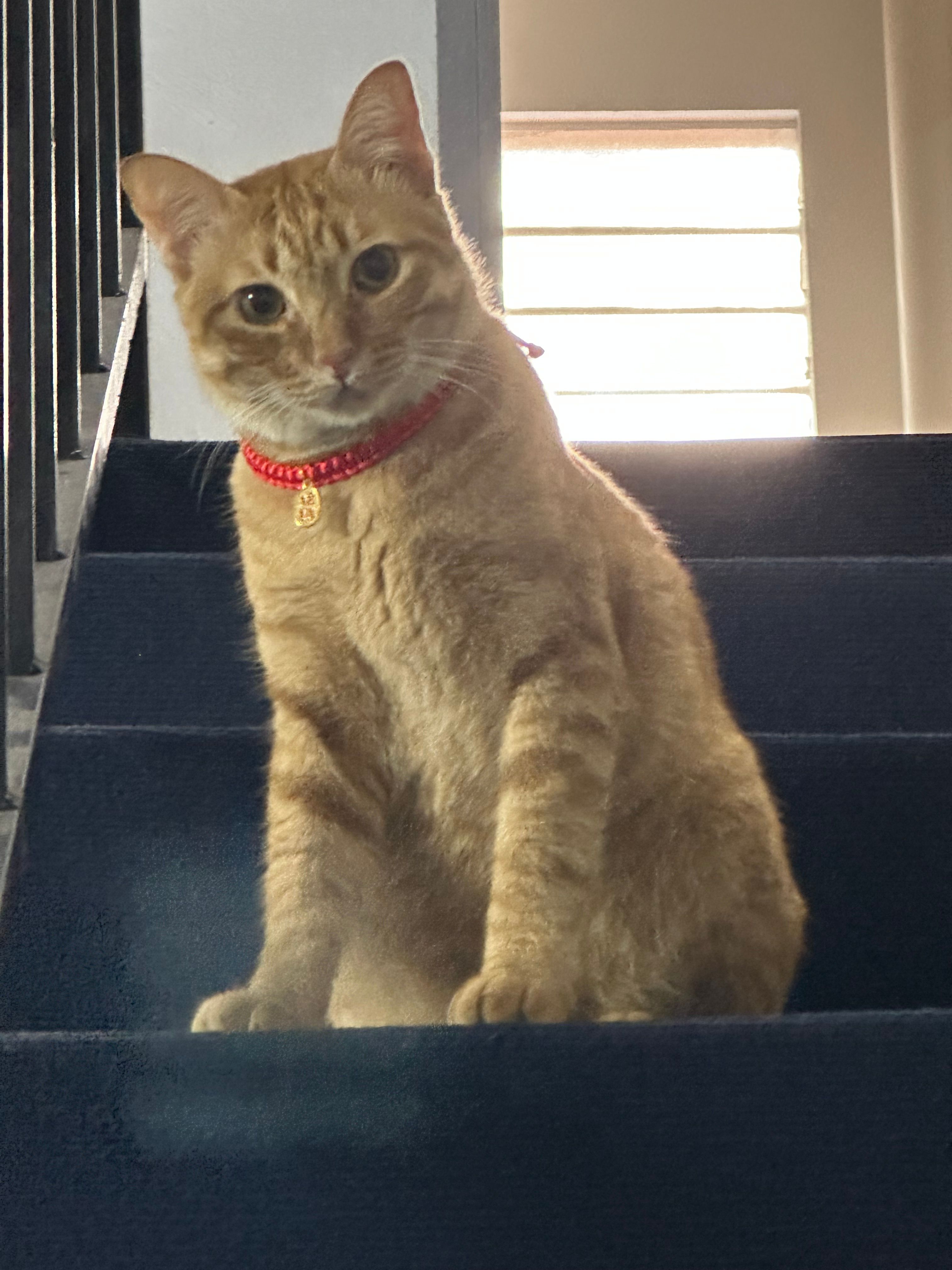 Mimi - Jalan Ilham 10, Kluang