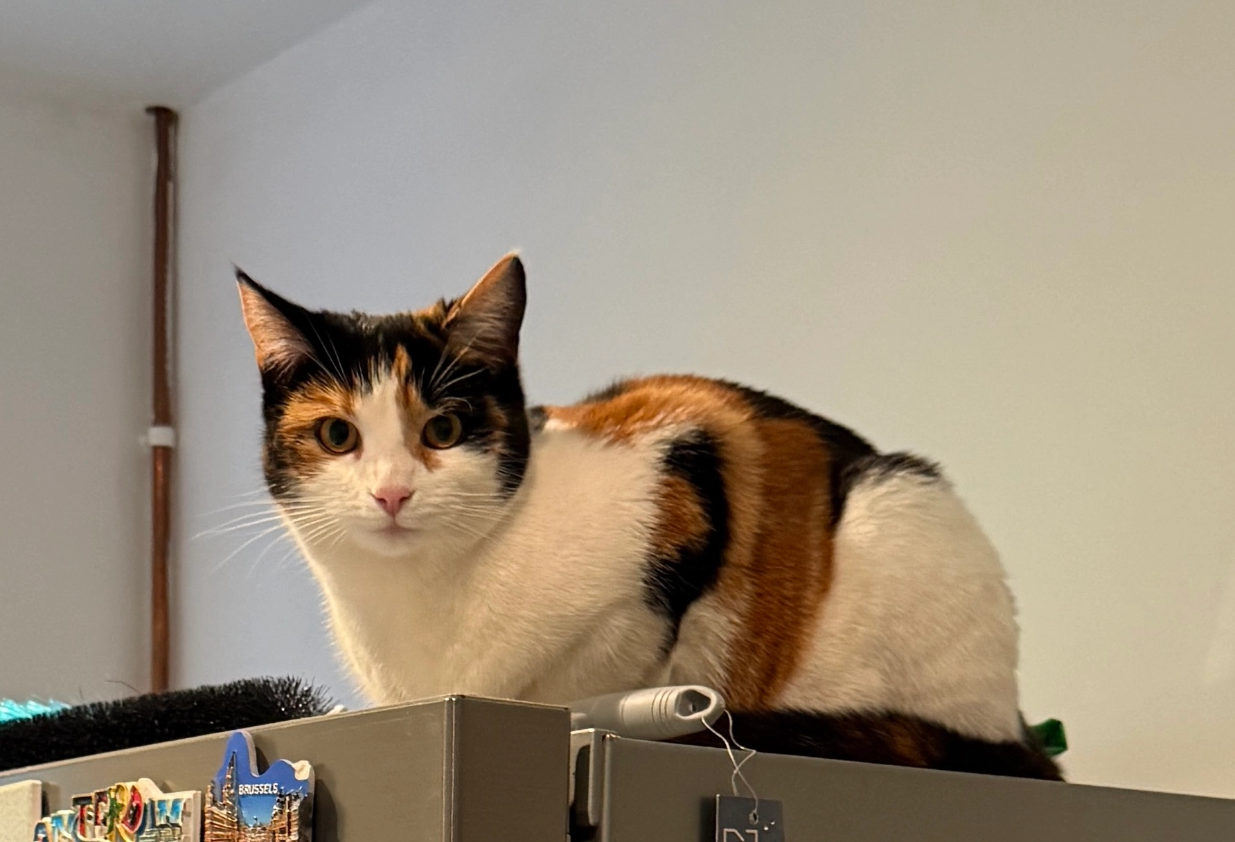 Bella - Jacks Walk, Coalville