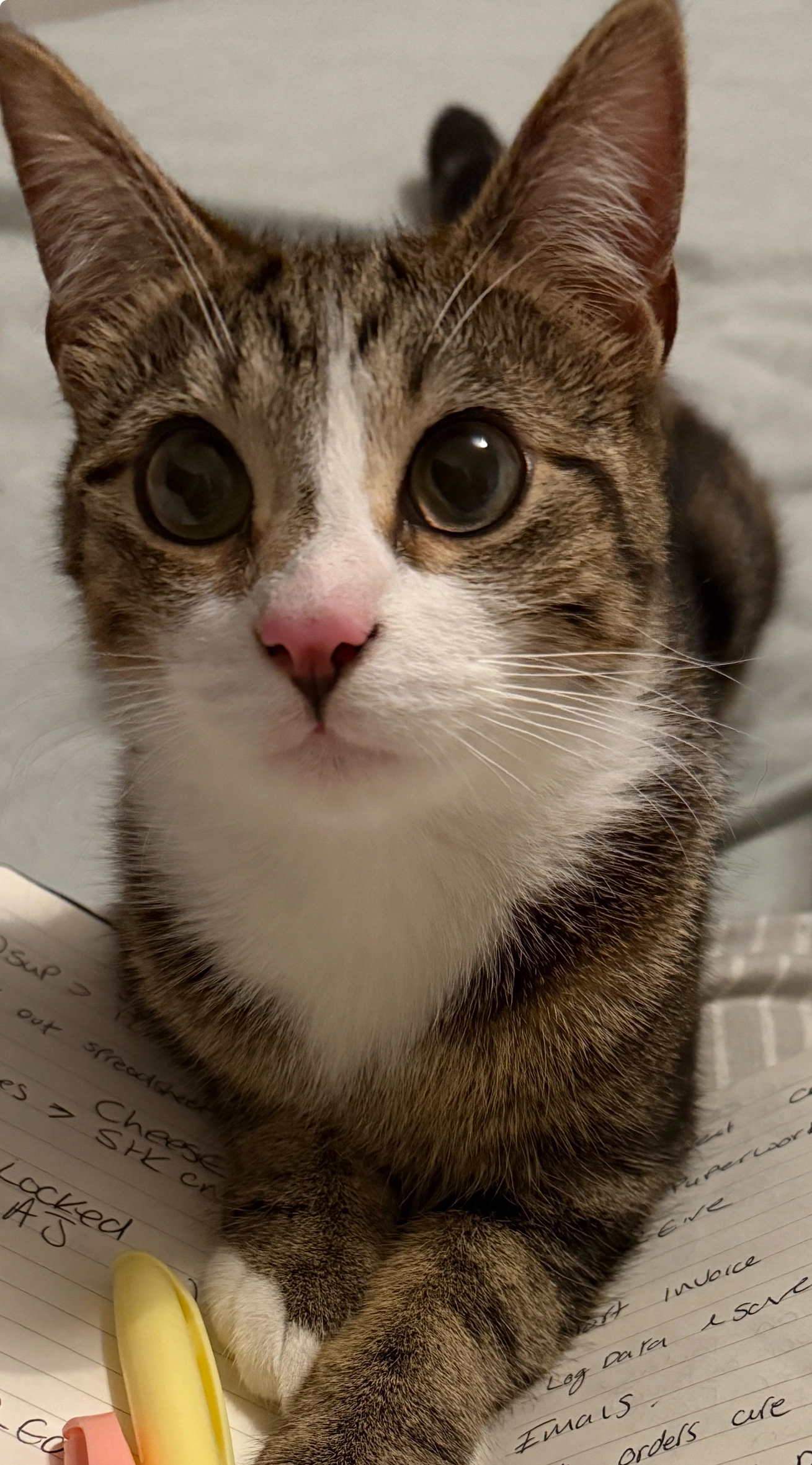 Lucy - Skitta Close, Callington