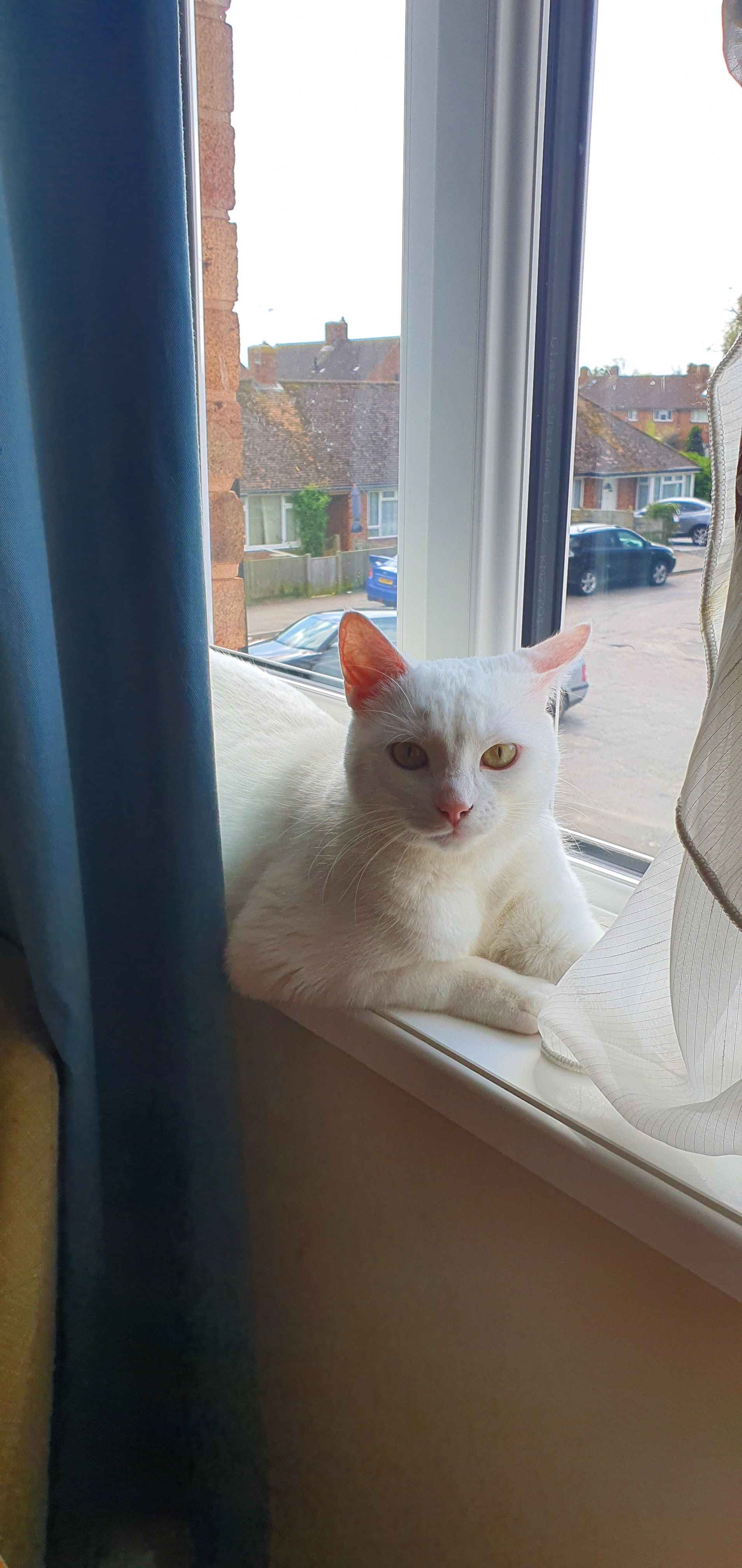 Poppy - Stone Square, Havant