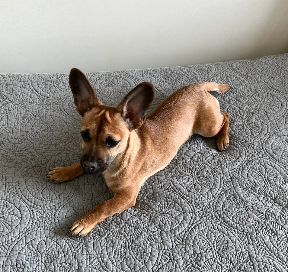 Flint - Chemin Monplaisir 3B, Chêne-Bougeries