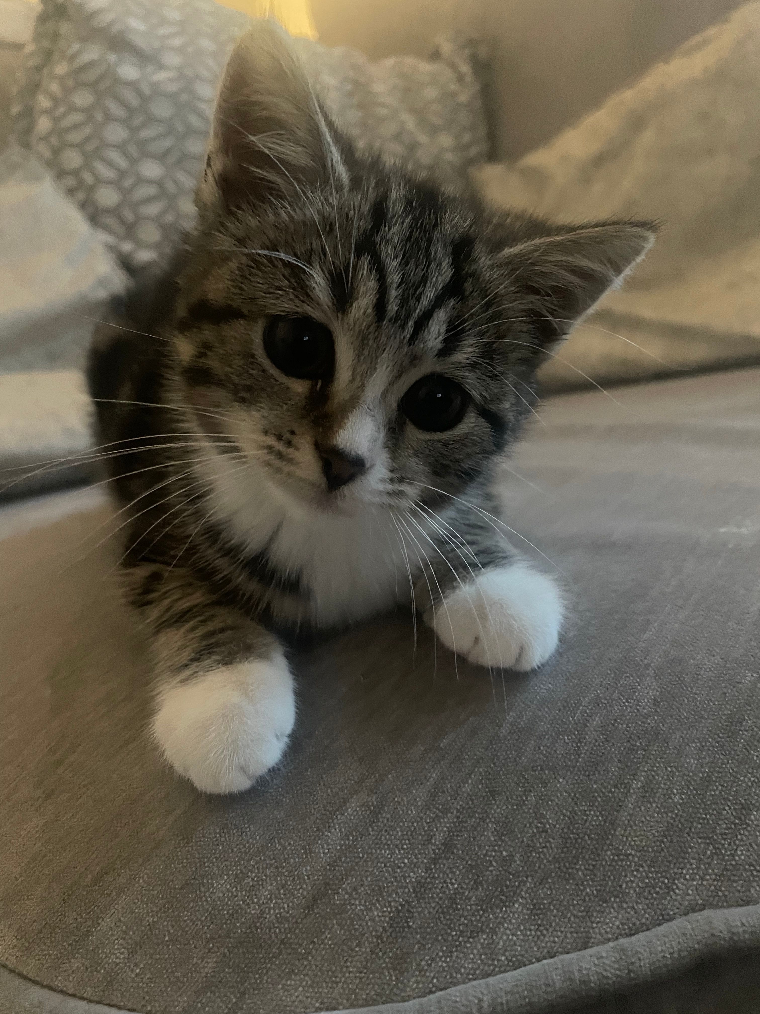 Daisy - Gors Fach, Llanelli