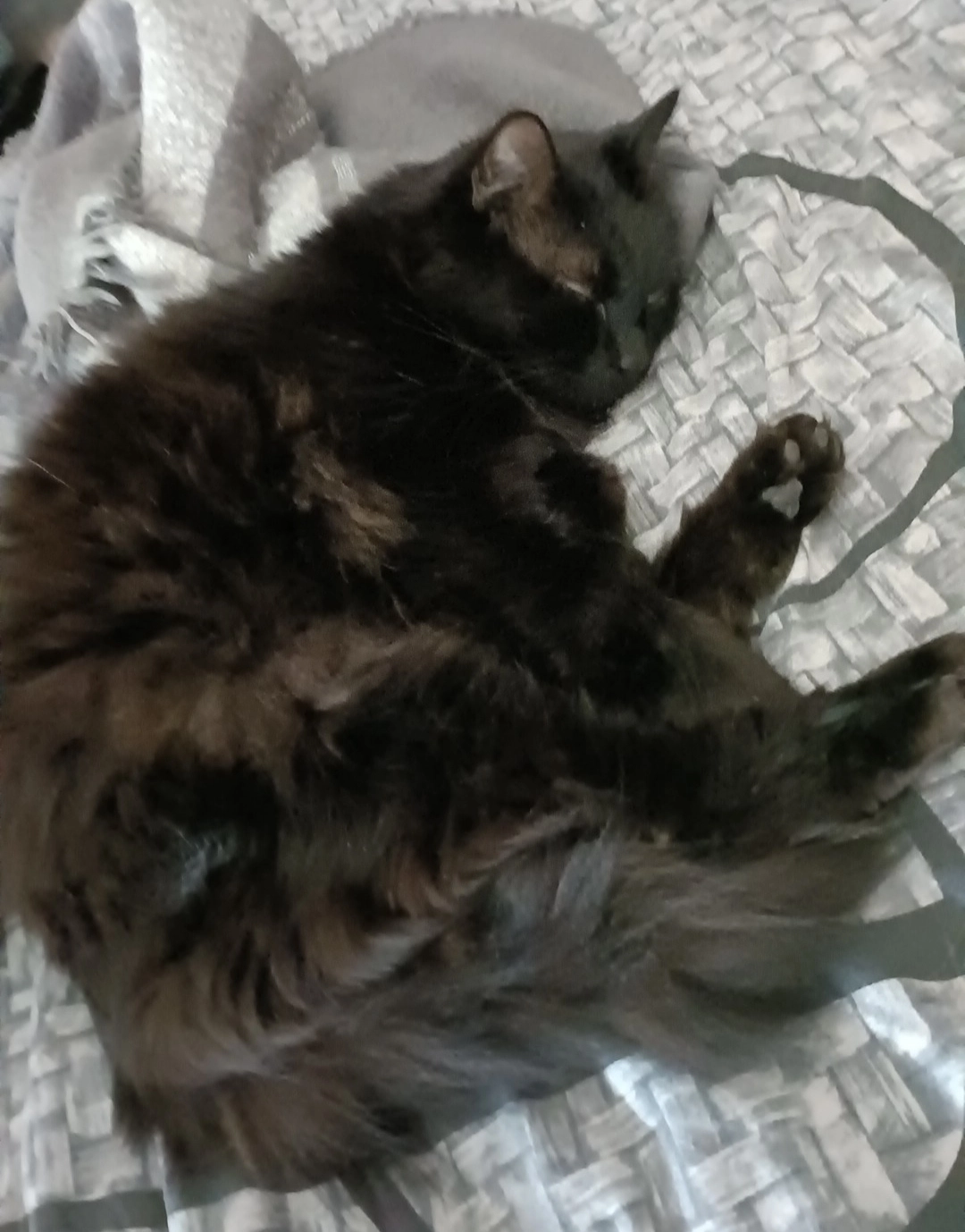 Fluffy  - Eikelenweg, Lanaken