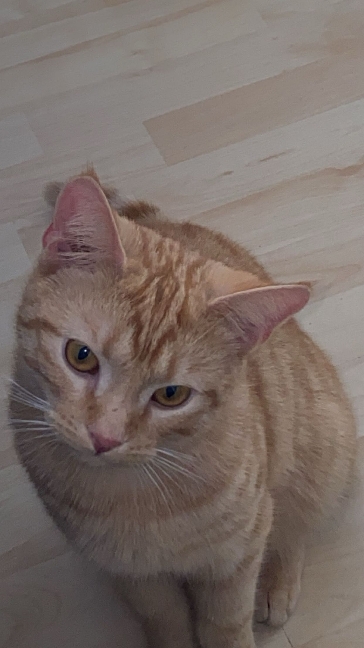 Leo - Forstweg, Petershagen