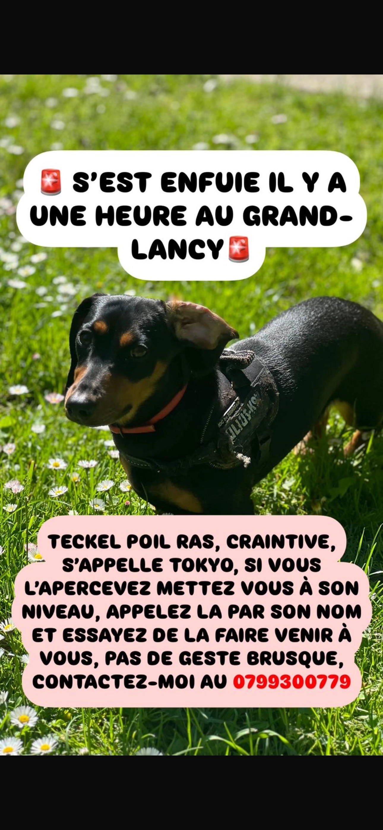 Tokyo - Place de Pont-Rouge, Lancy