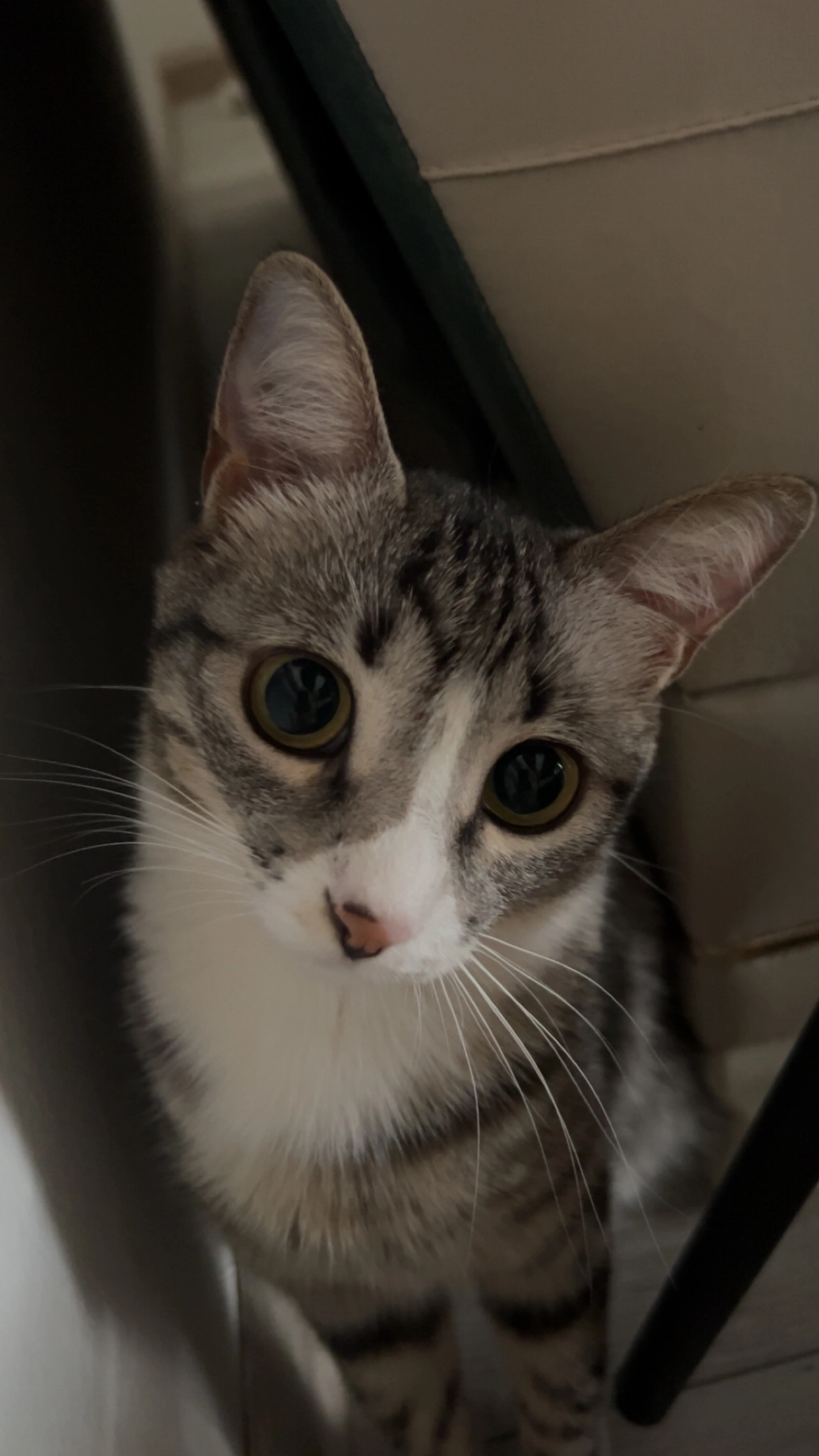 Merry - Gumplowiczstraße, Wien