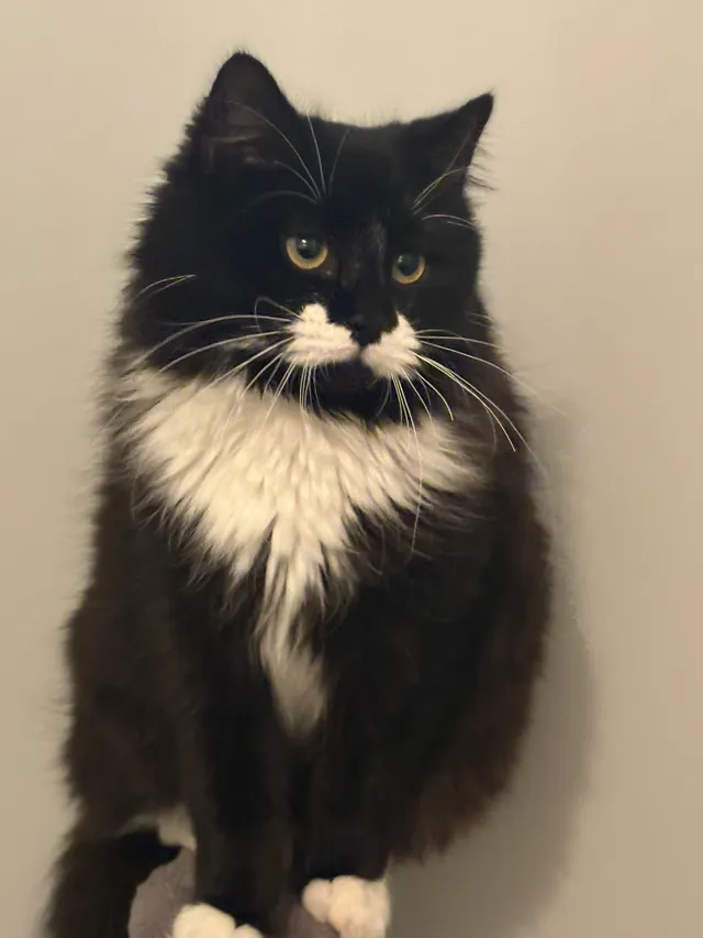 Gizmo - Aspen Gardens, Hitchin