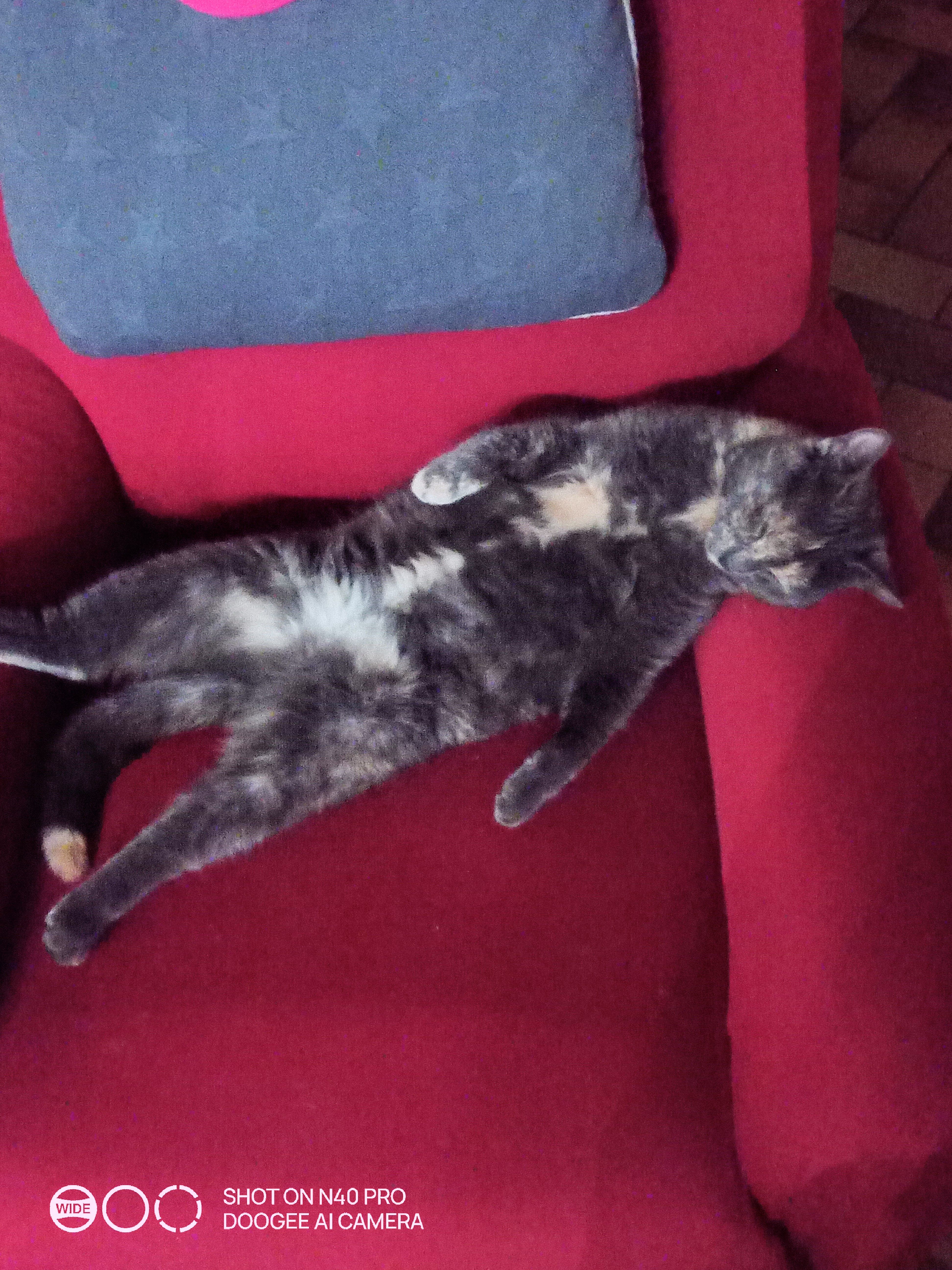 Zouzoulle - Rue des Arcys, Montholon