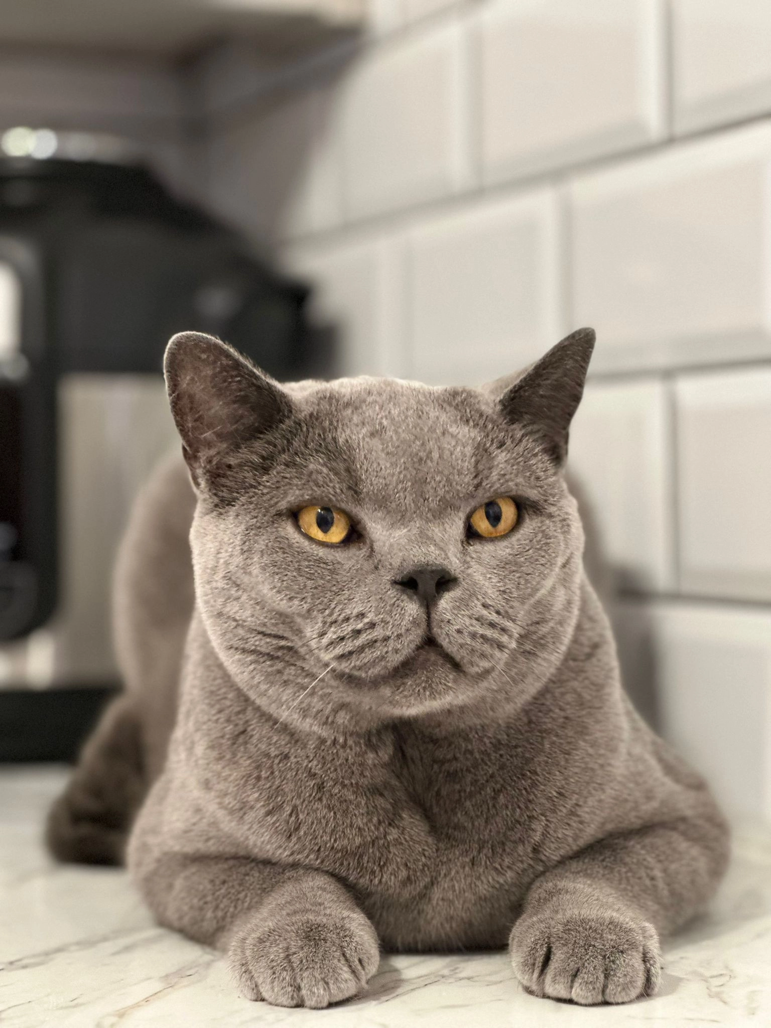 ALFIE  - Second Avenue, Stoke-on-Trent