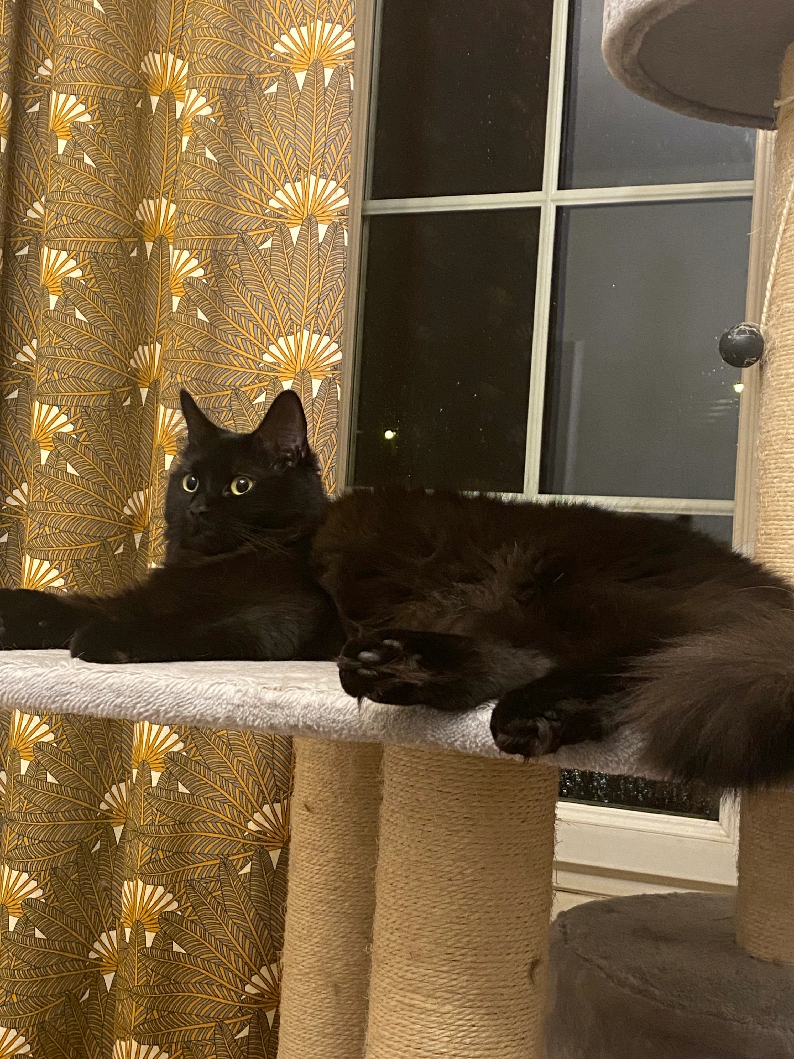 Yvette - 20 Rue de Reims, Brest