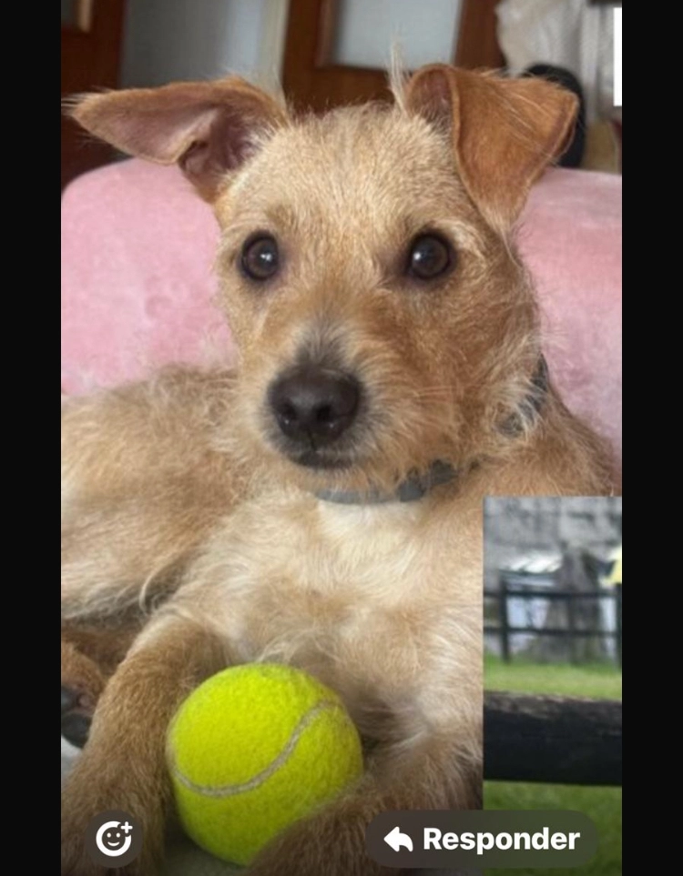 Browny - Calle del Príncipe, Cambados