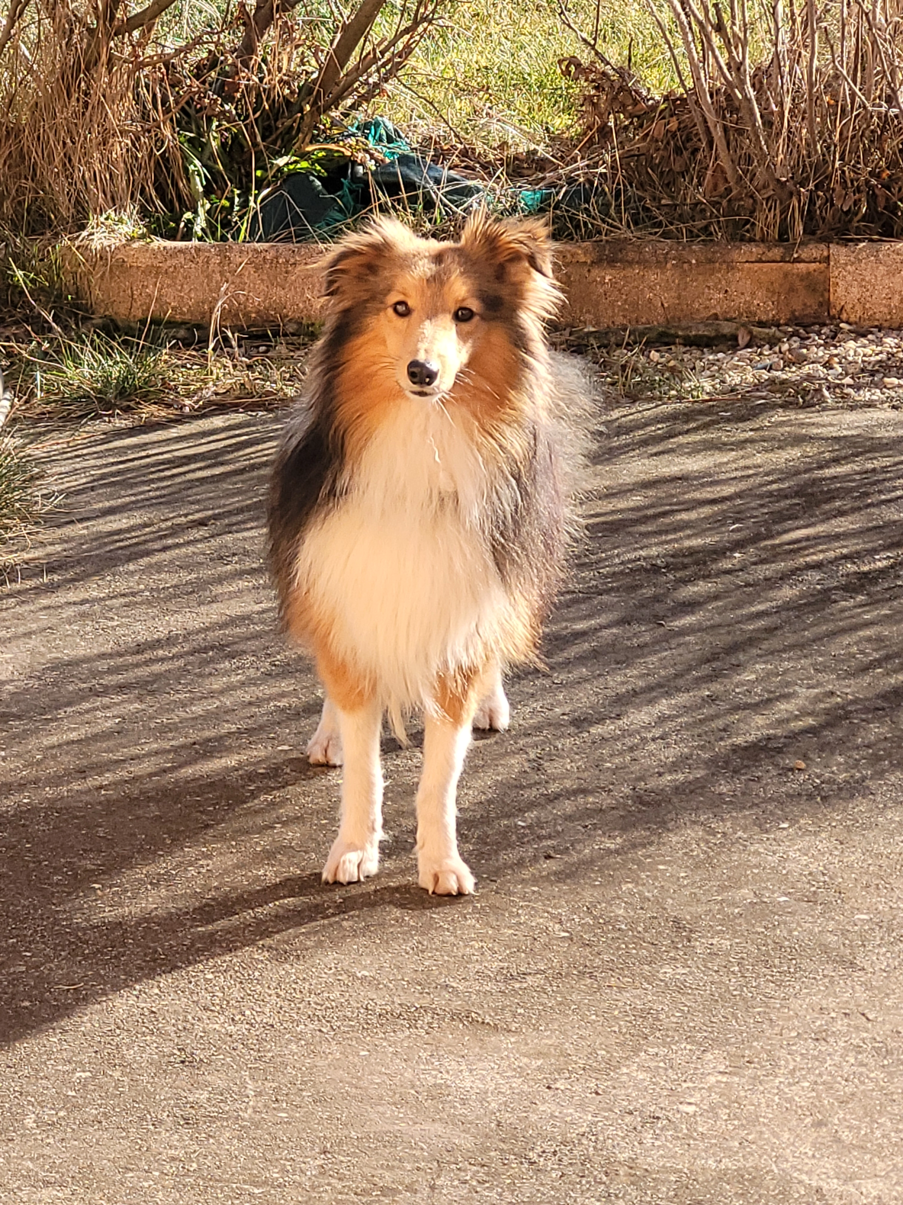 Helyos  - Fespescle, Vernassal