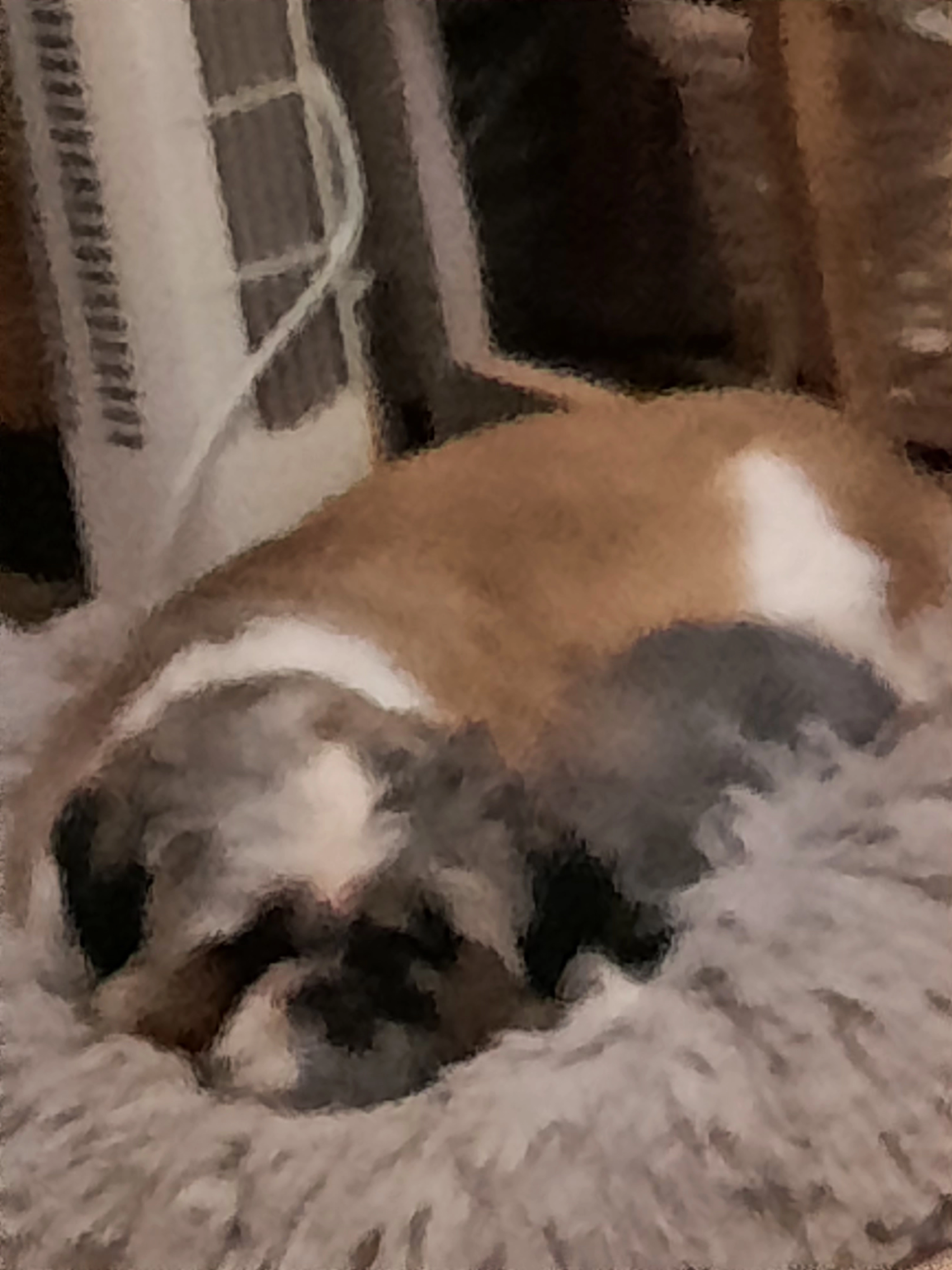 Dolly  - Allée Des Aubépines, Verviers