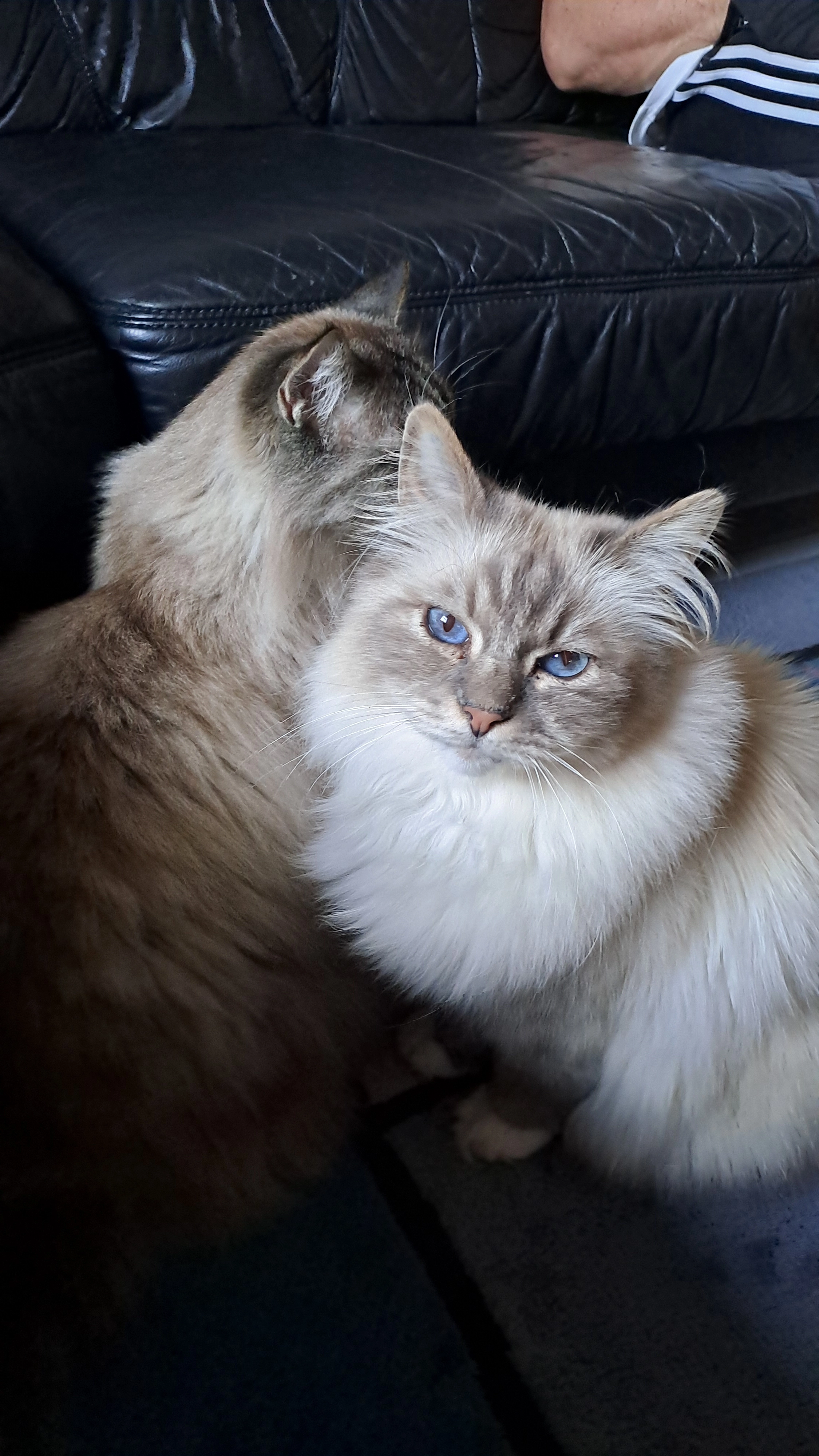 Gismo - Am Pumperhölzl, Massing