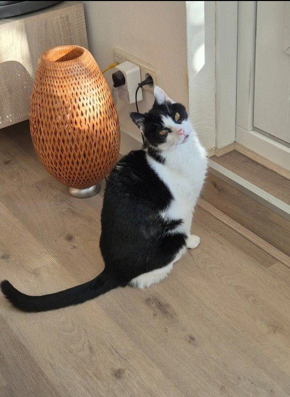 Donnie - Talingstraat, Wormer