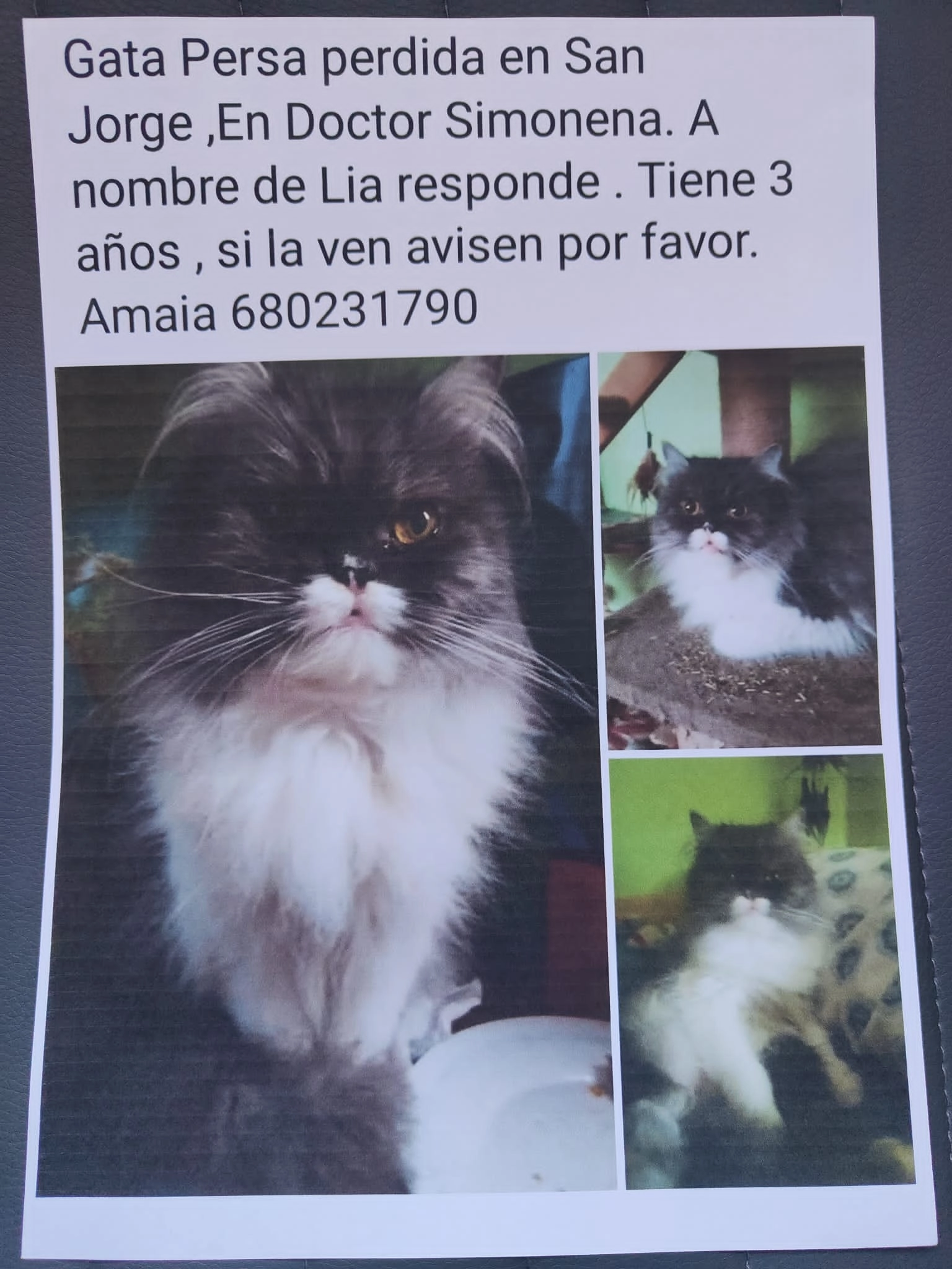 Lia - Calle del Doctor Simonena, Pamplona