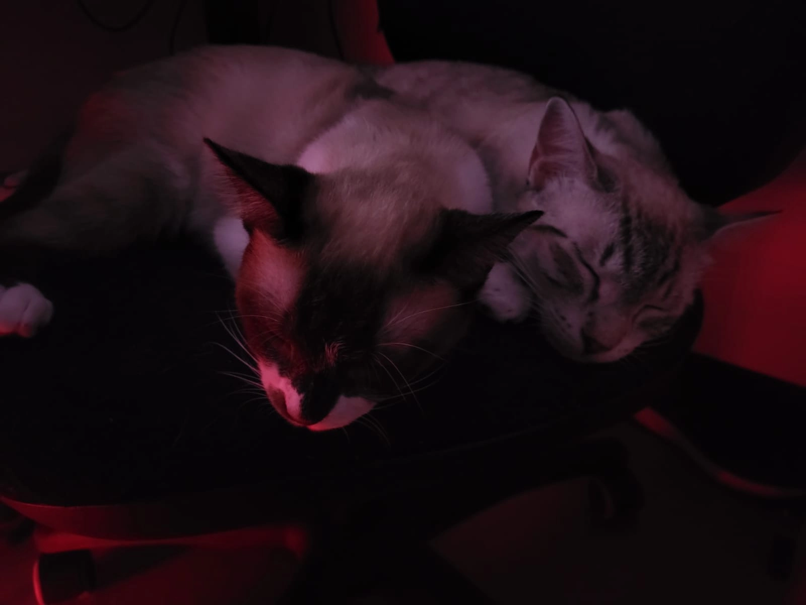 Branca - Rebrainstrasse 35, Regensdorf