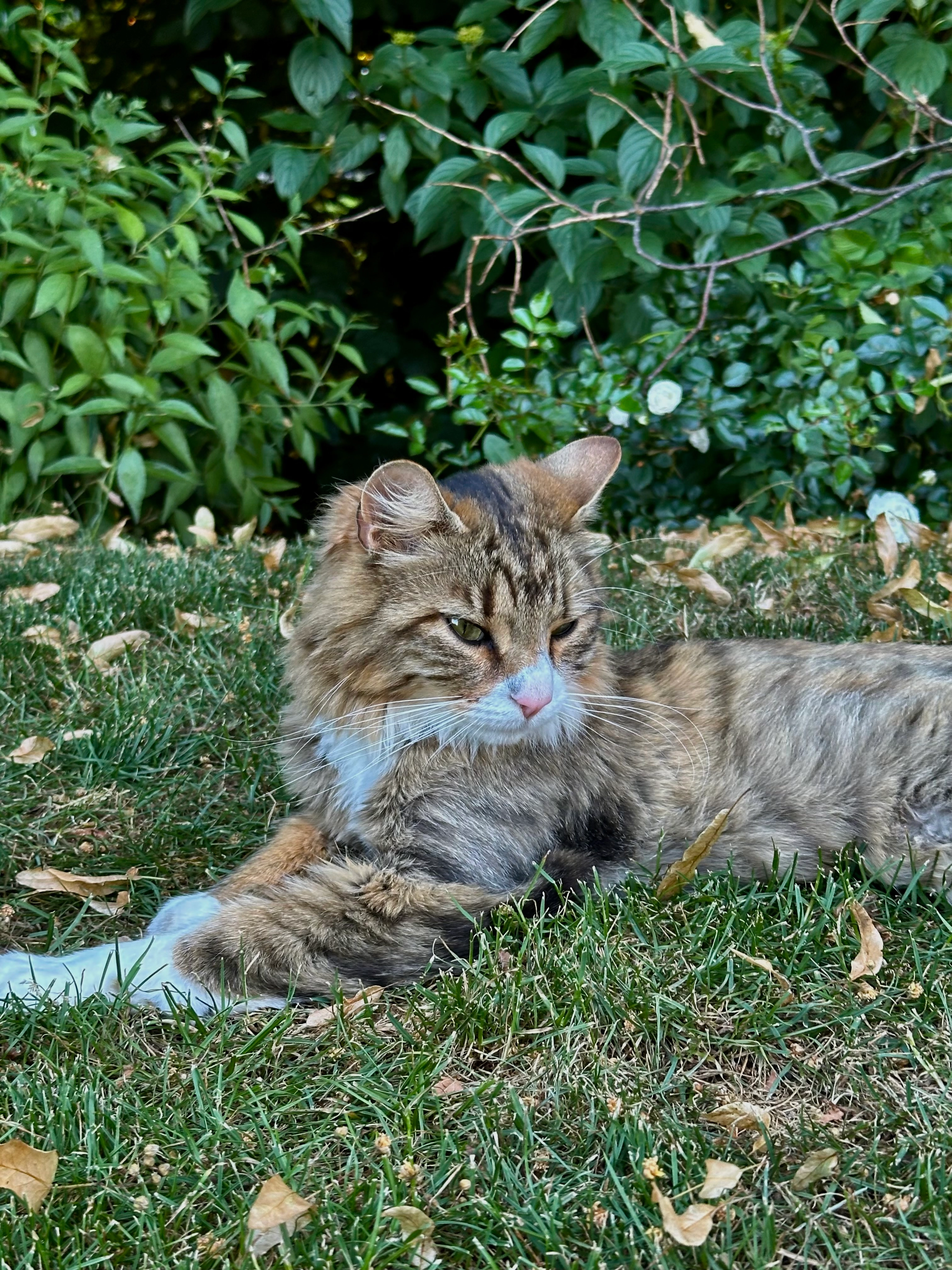 Smoky - Besmerstrasse, Kreuzlingen