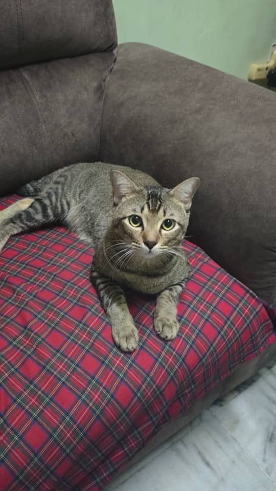 daidai呆呆 - Taman seri senai,81400, Senai