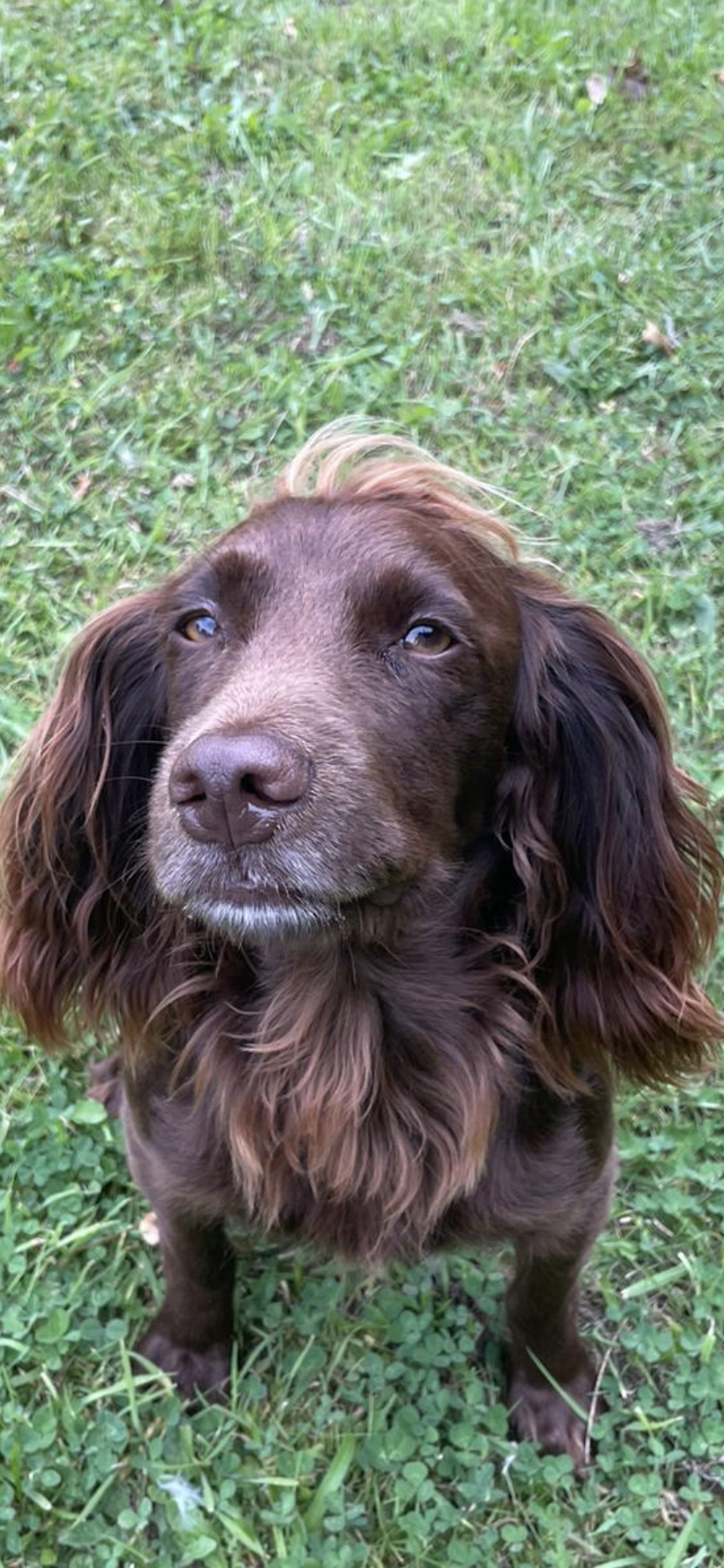 Henry - Swancote Cottages, Bridgnorth