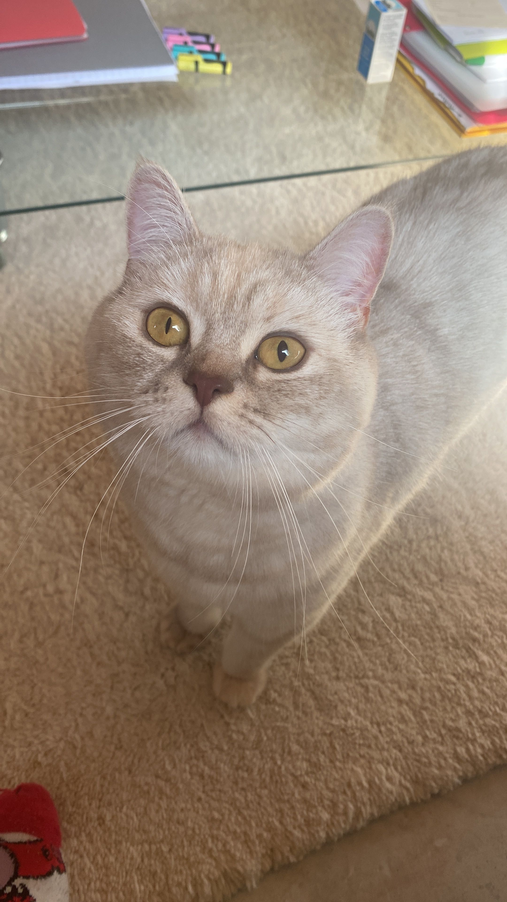 Luna - Dörnbergstraße, Ahnatal