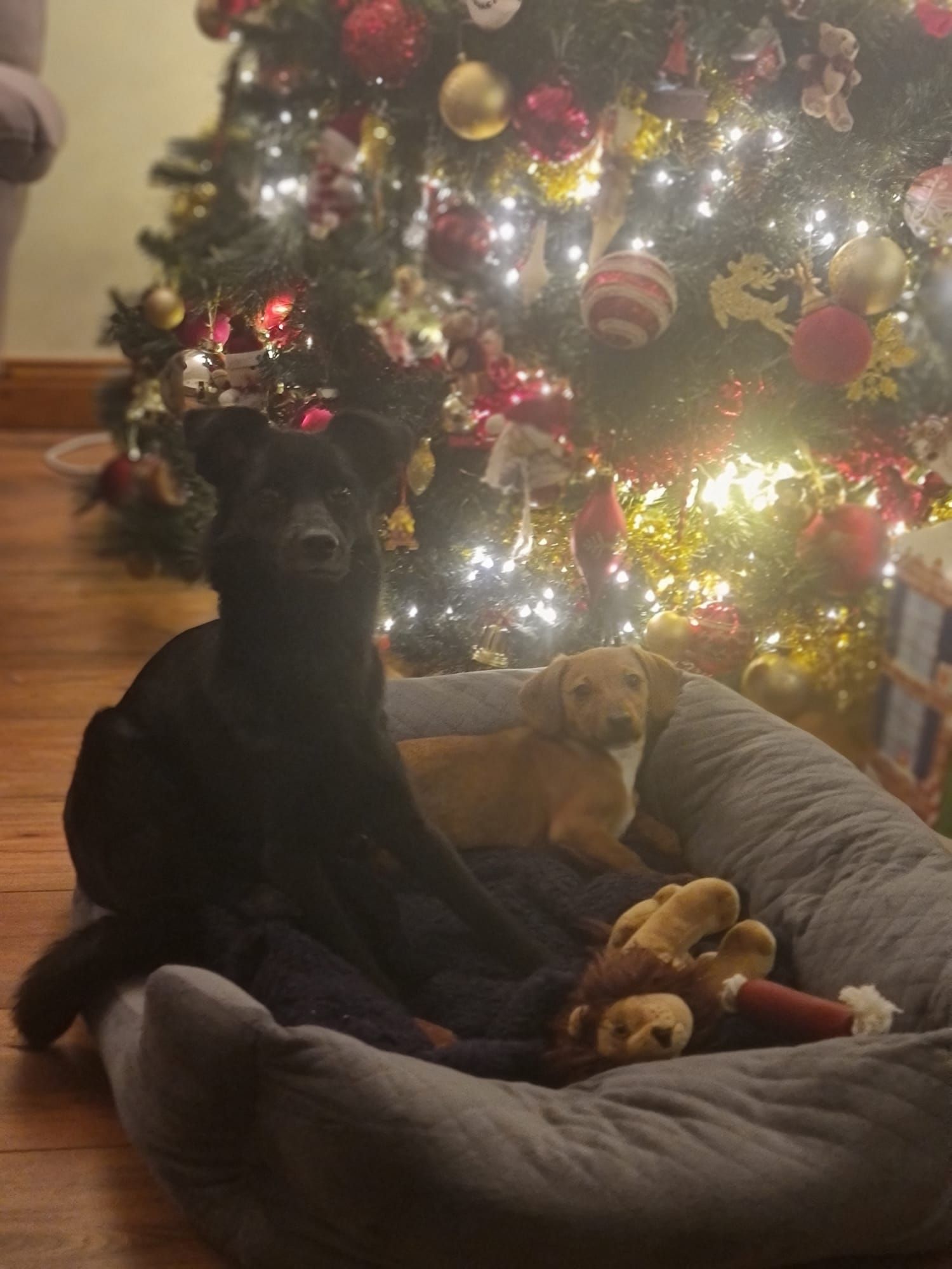 Buttons - Huntstown Road, Clonsilla