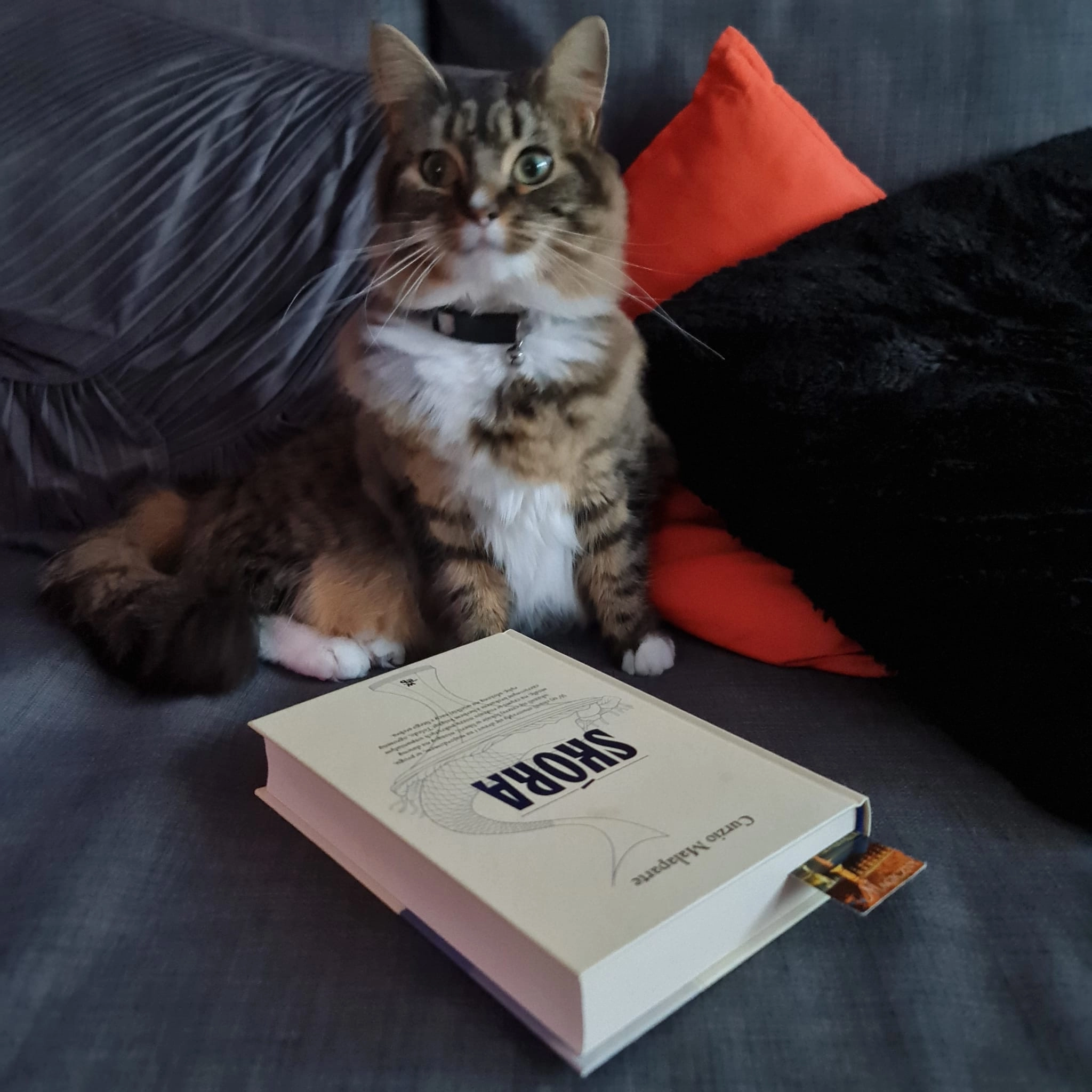 Milo - Eastville, Yeovil