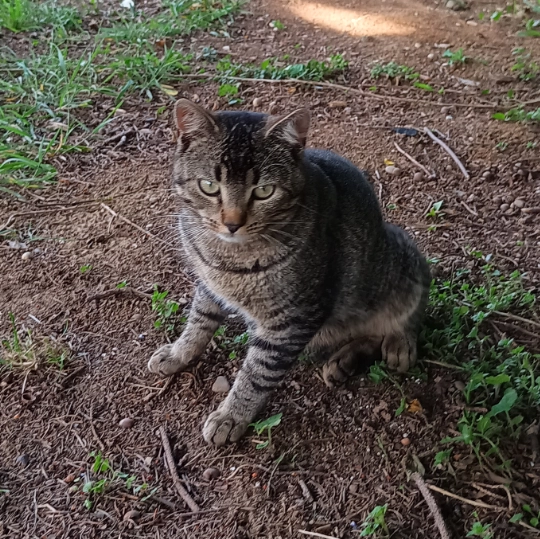 Barsik - 89428, Syrgenstein