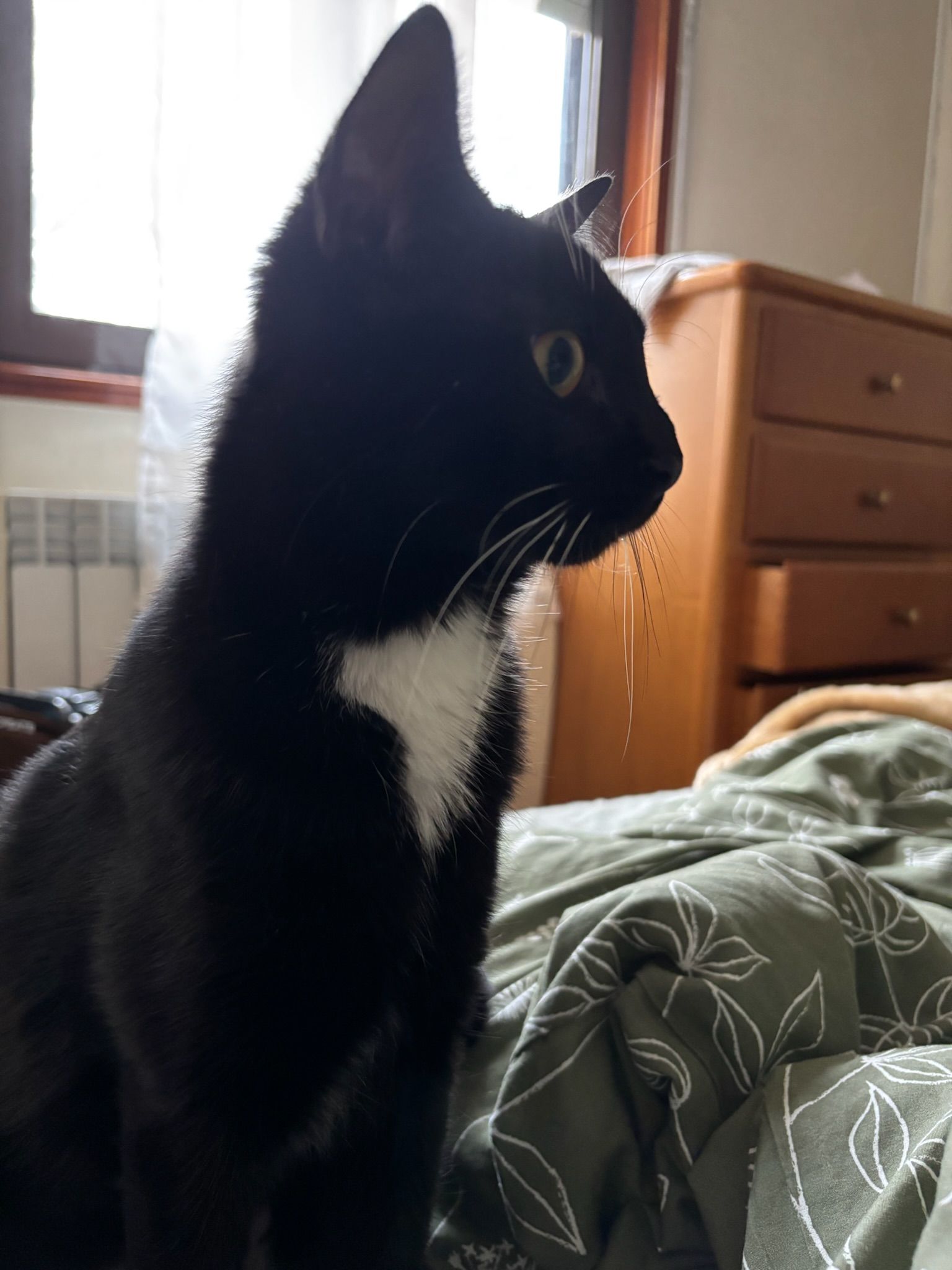 Mitra - Rua de João Lúcio de Azevedo, Porto