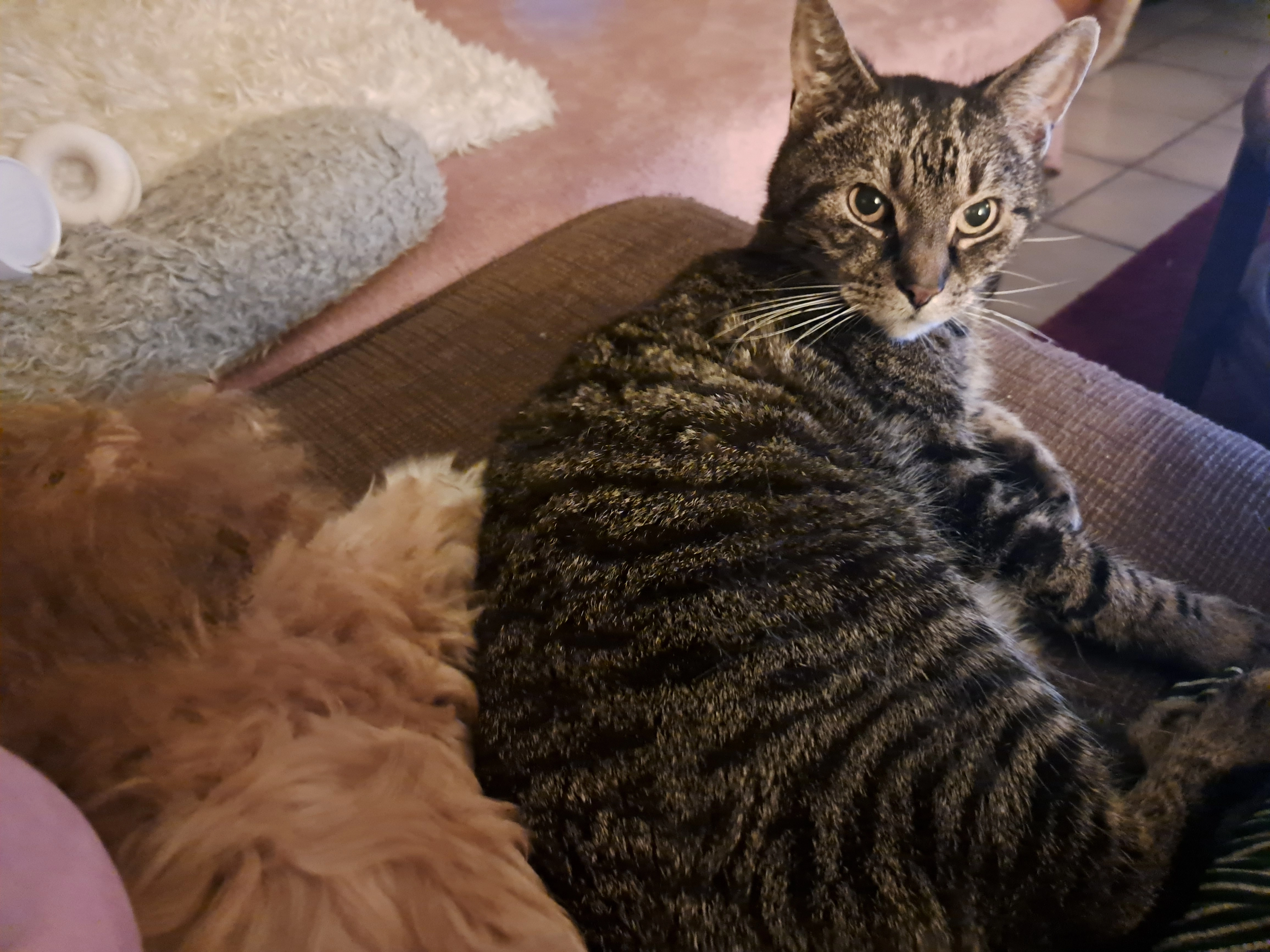 Kukel - Botterstraat, Eindhoven